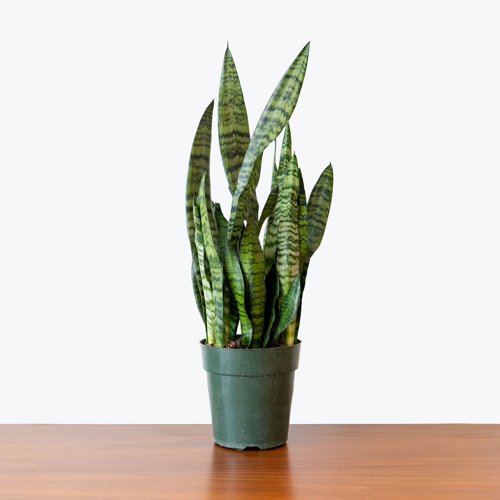 Sansevieria Zeylanica - Snake Plant - House Plants Delivery Toronto - JOMO Studio