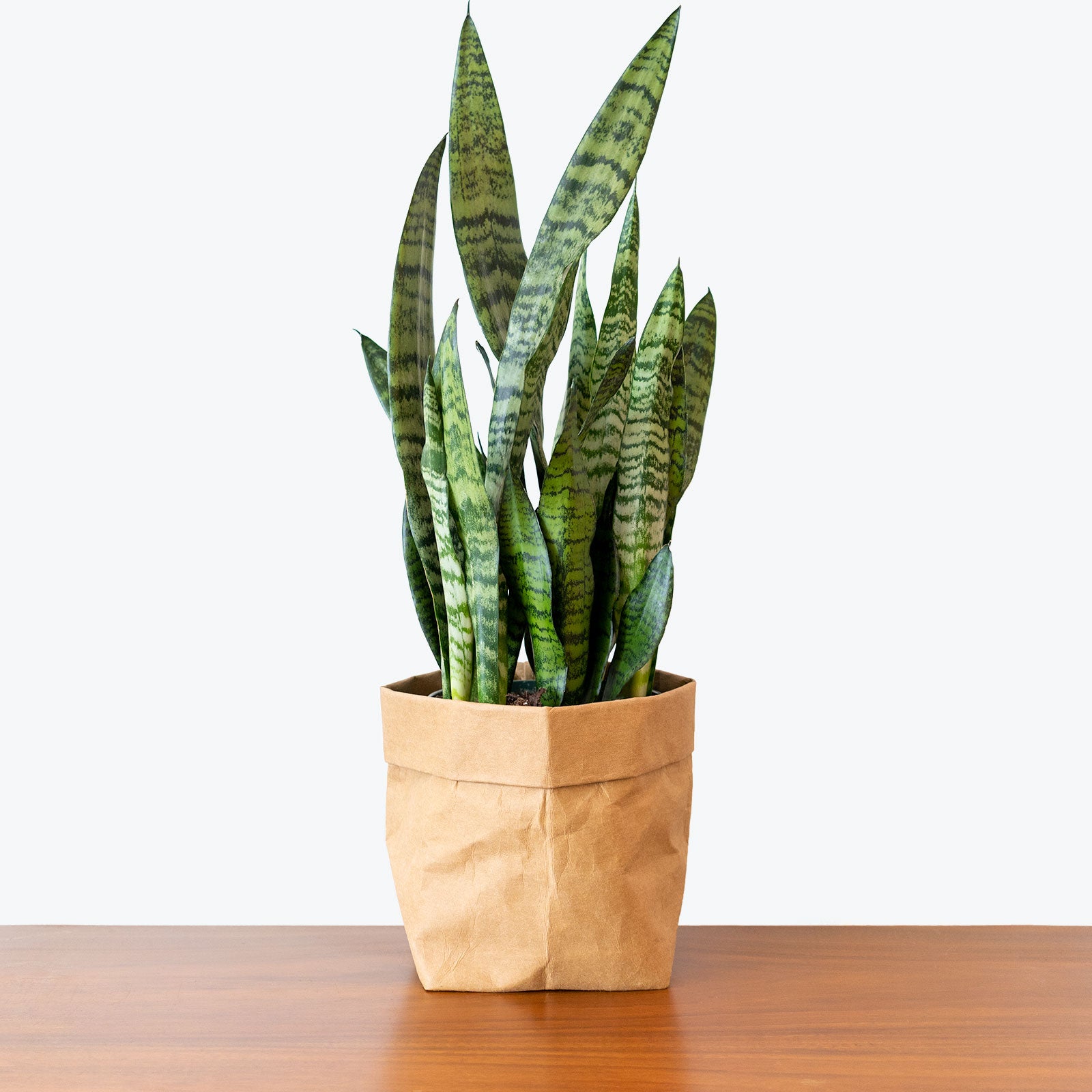 Sansevieria Zeylanica - Snake Plant - House Plants Delivery Toronto - JOMO Studio