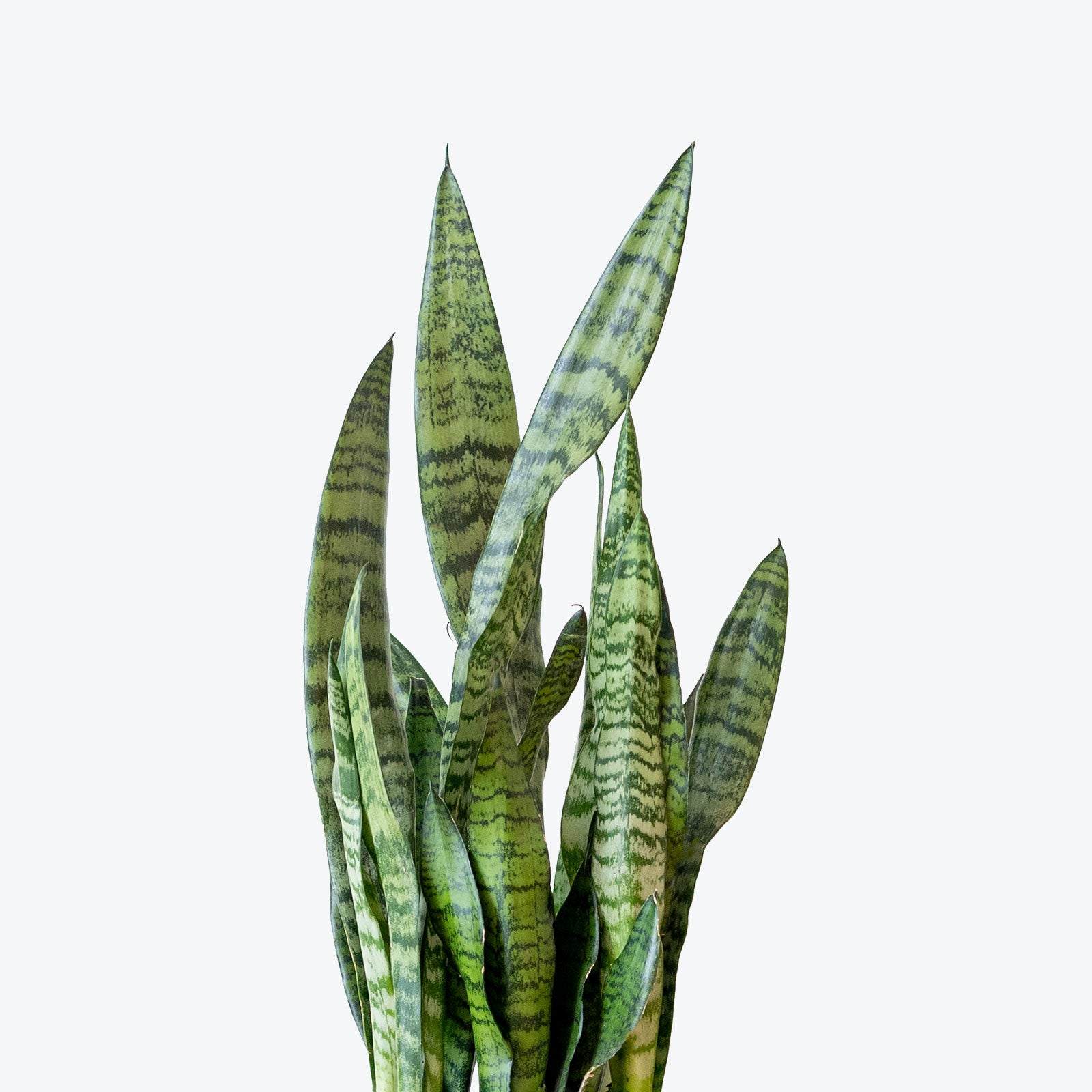 Sansevieria Zeylanica - Snake Plant - House Plants Delivery Toronto - JOMO Studio