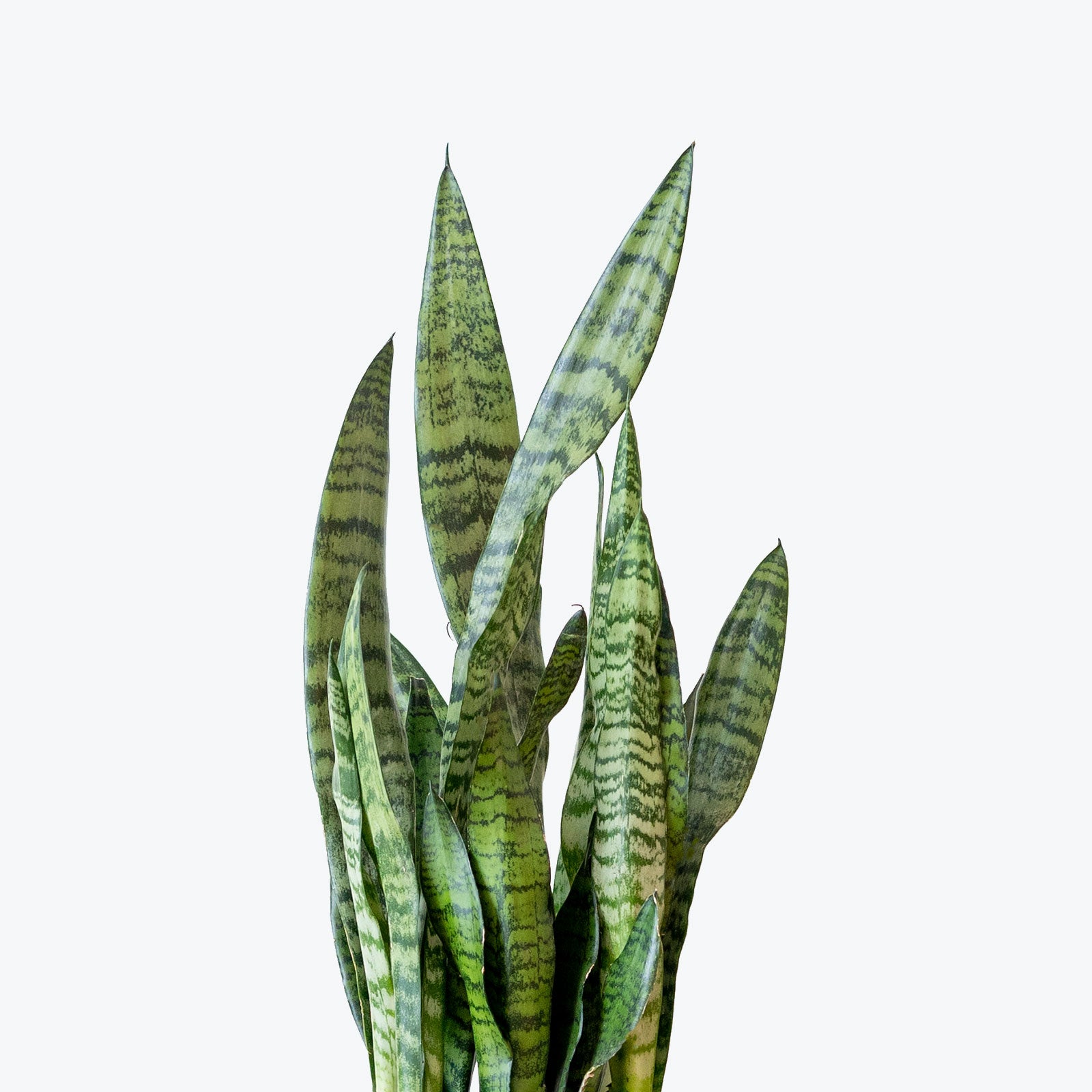 Sansevieria Zeylanica | Low Light Plants & Houseplants for Delivery | Care Guide and Pro Tips