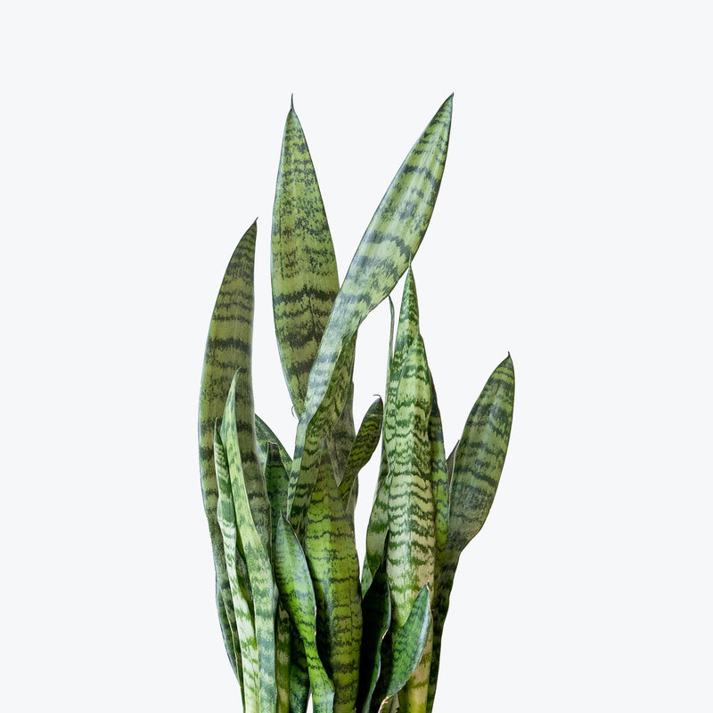 Sansevieria Zeylanica | Low Light Plants & Houseplants for Delivery | Care Guide and Pro Tips