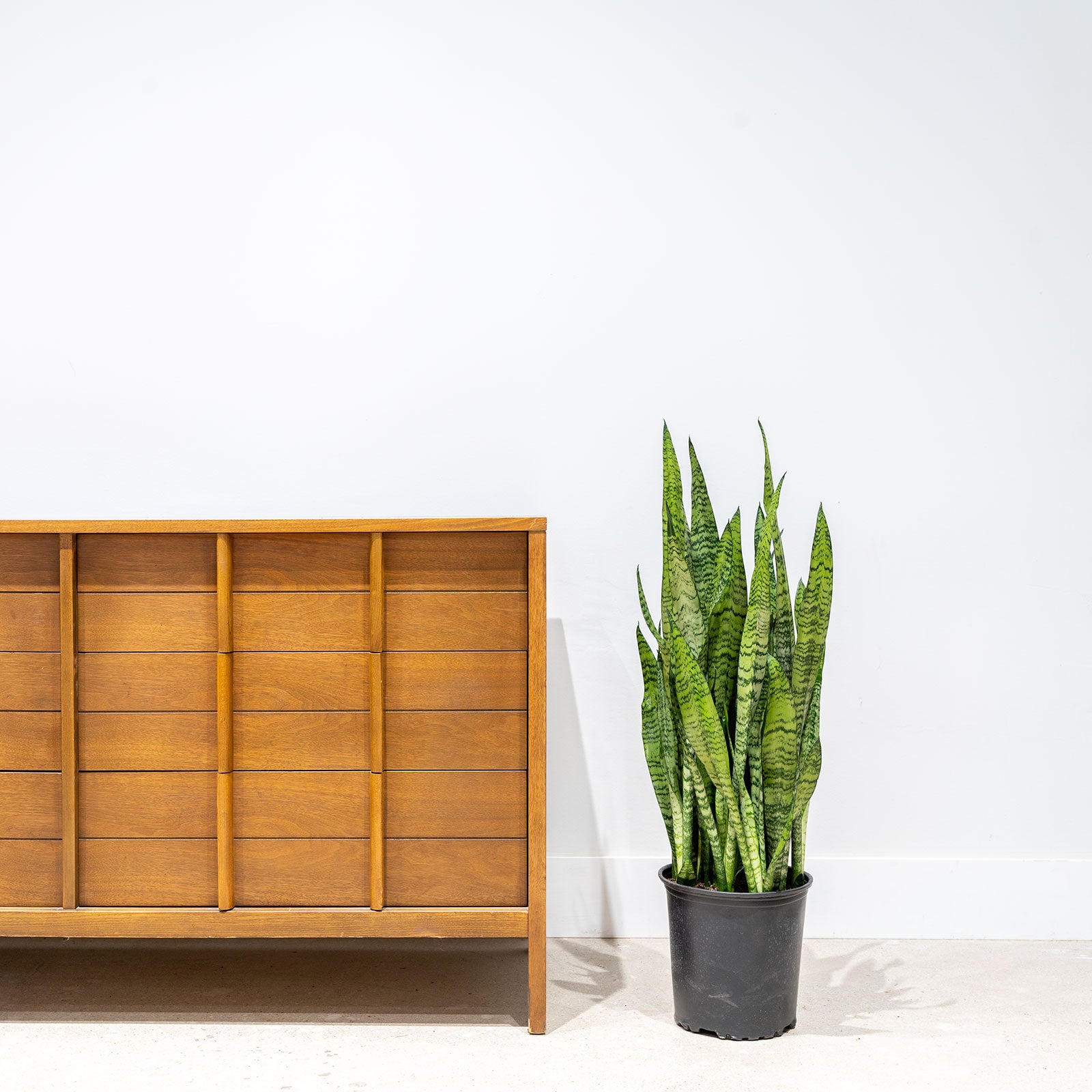 Sansevieria Zeylanica | Low Light Plants & Houseplants for Delivery | Care Guide and Pro Tips
