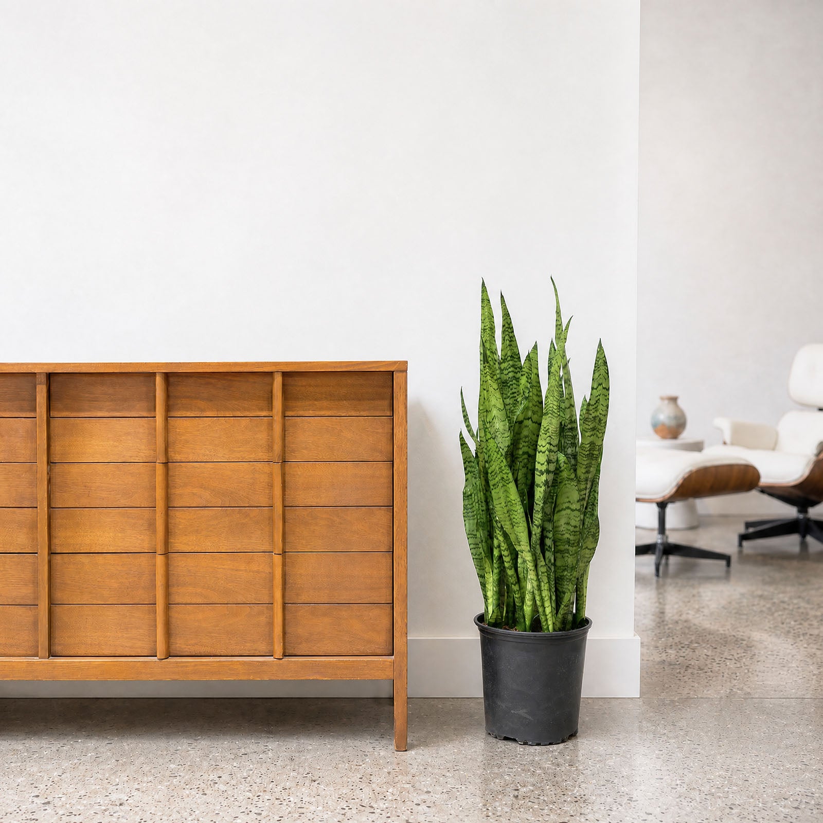 Sansevieria Zeylanica | Low Light Plants & Houseplants for Delivery | Care Guide and Pro Tips