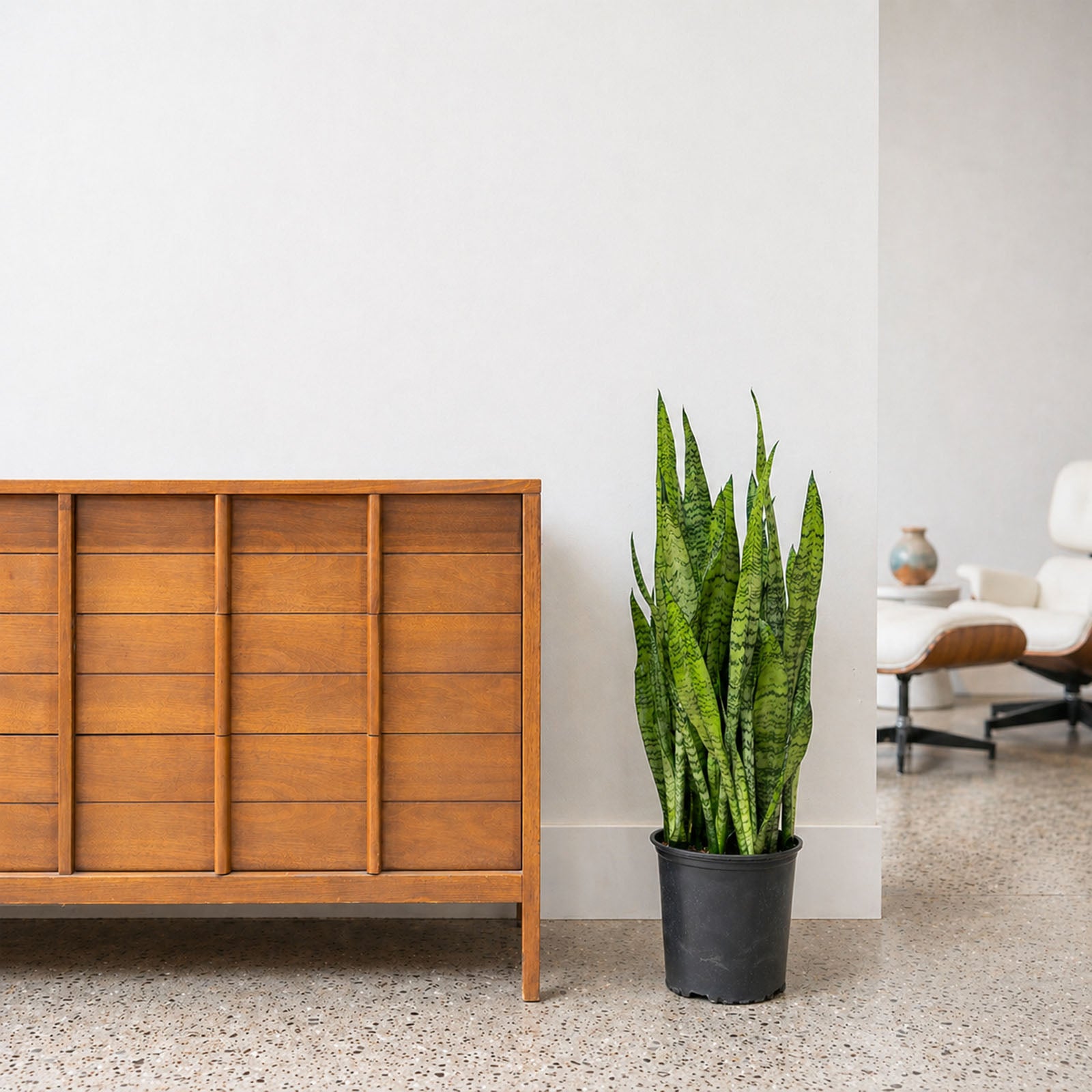Sansevieria Zeylanica | Low Light Plants & Houseplants for Delivery | Care Guide and Pro Tips