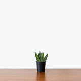 Sansevieria Zeylanica Fan — 4" Pot