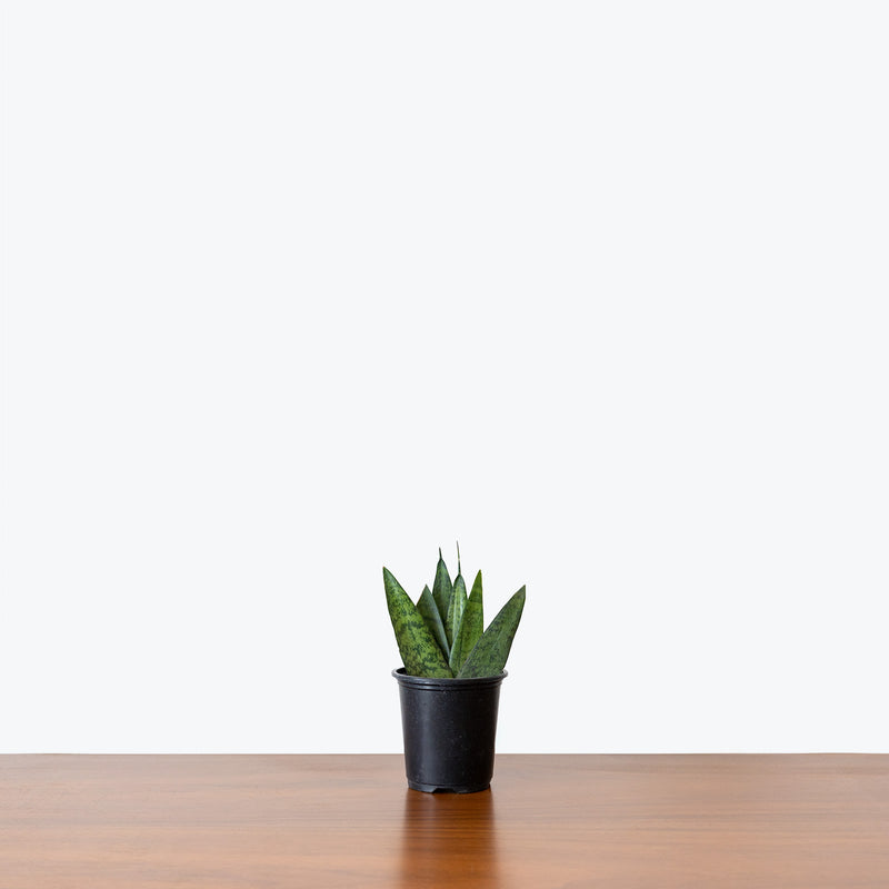 Sansevieria Zeylanica Fan | Snake Plant | Care Guide and Pro Tips - Delivery from Toronto across Canada - JOMO Studio