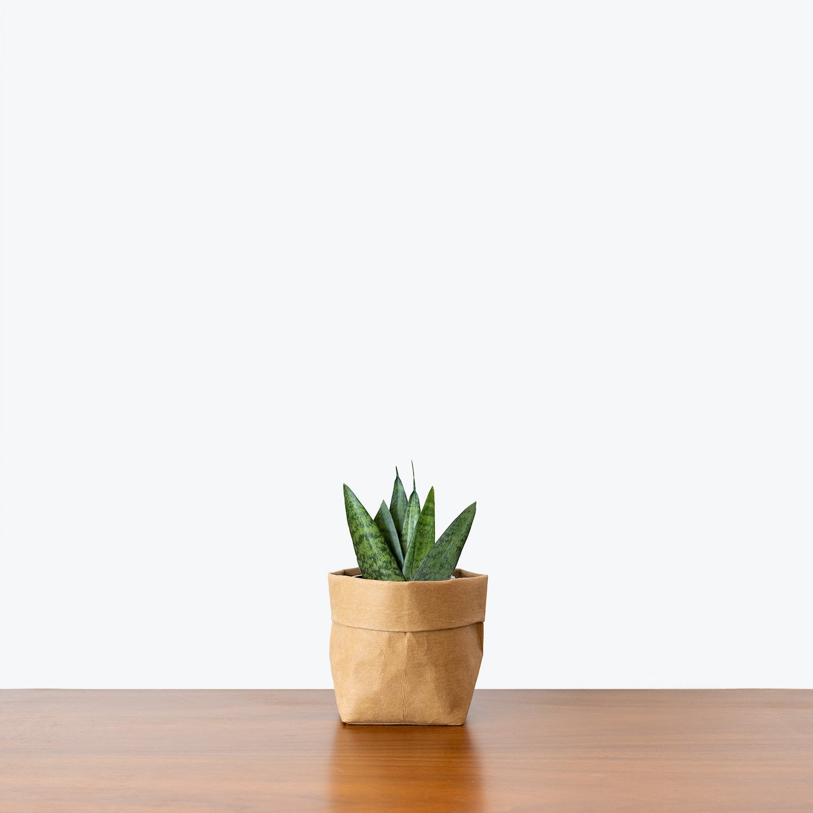 Sansevieria Zeylanica Fan - Snake Plant - House Plants Delivery Toronto - JOMO Studio