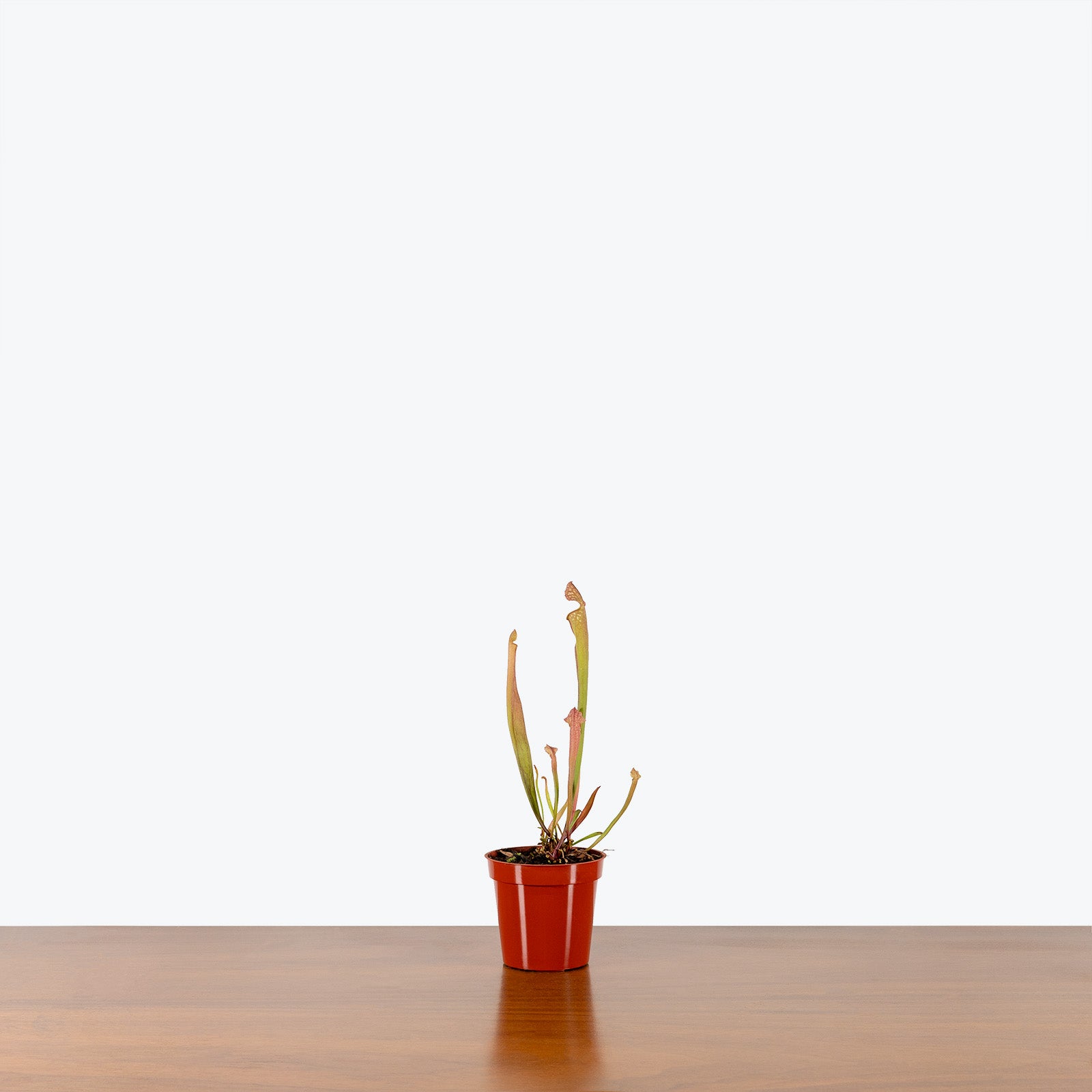 Sarracenia Pitcher Plant - House Plants Delivery Toronto - JOMO Studio