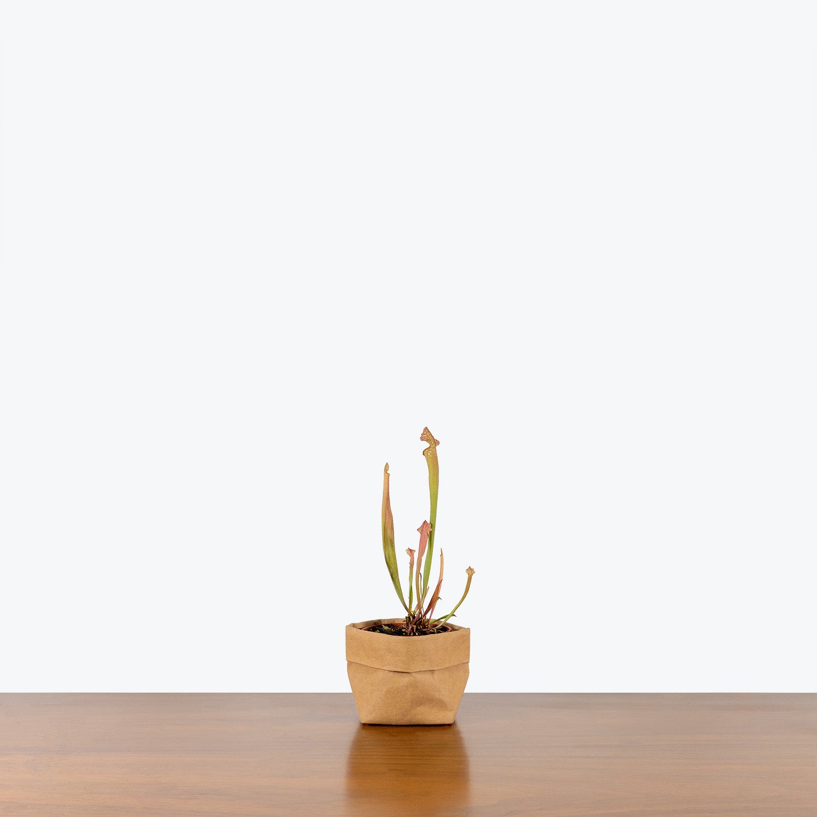 Sarracenia Pitcher Plant - House Plants Delivery Toronto - JOMO Studio