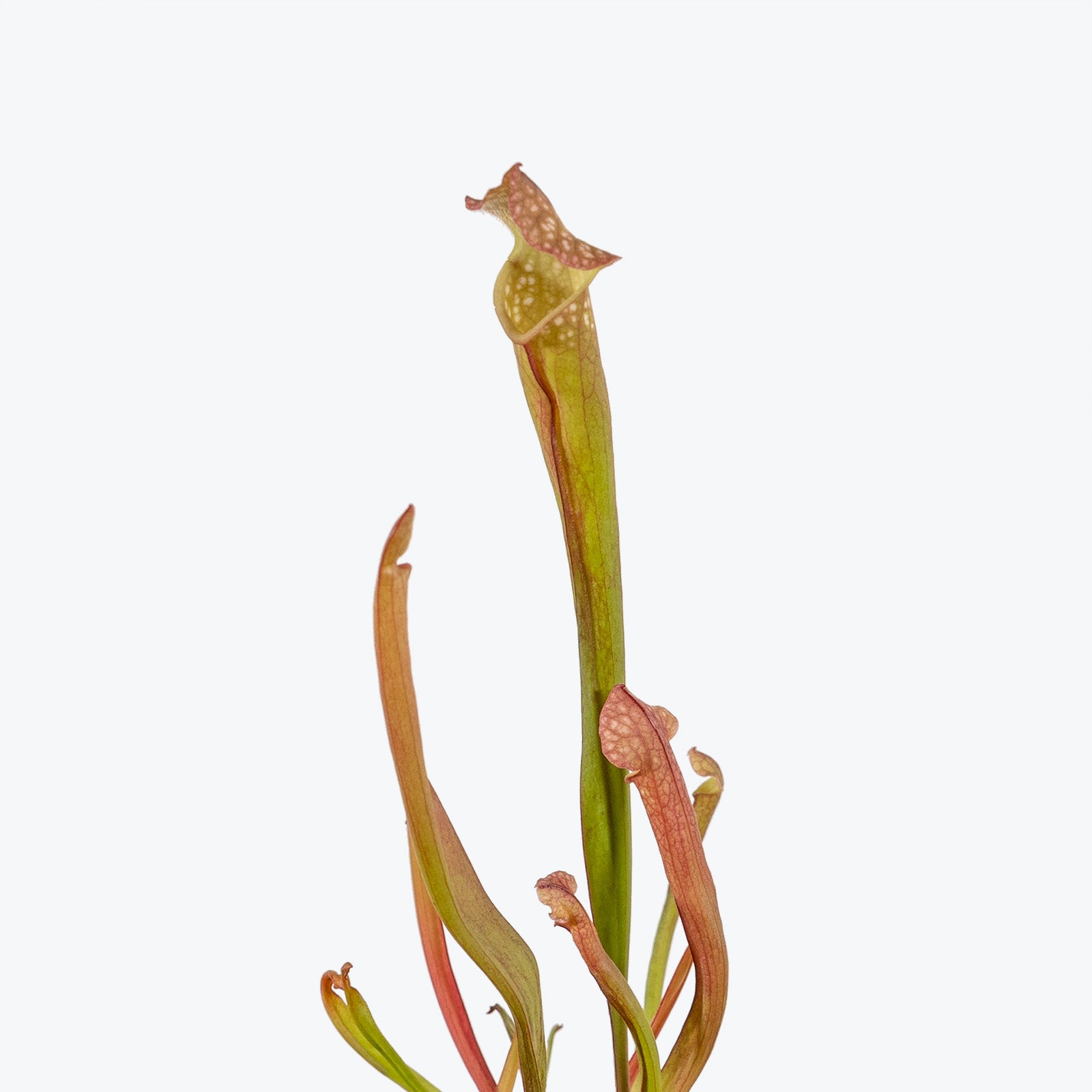 Sarracenia Pitcher Plant - House Plants Delivery Toronto - JOMO Studio