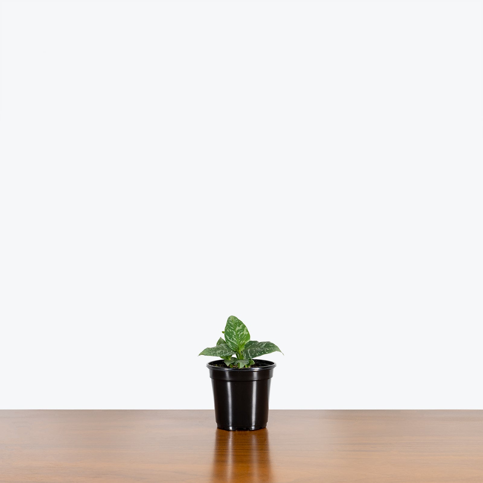 Schismatoglottis Thailand - House Plants Delivery Toronto - JOMO Studio