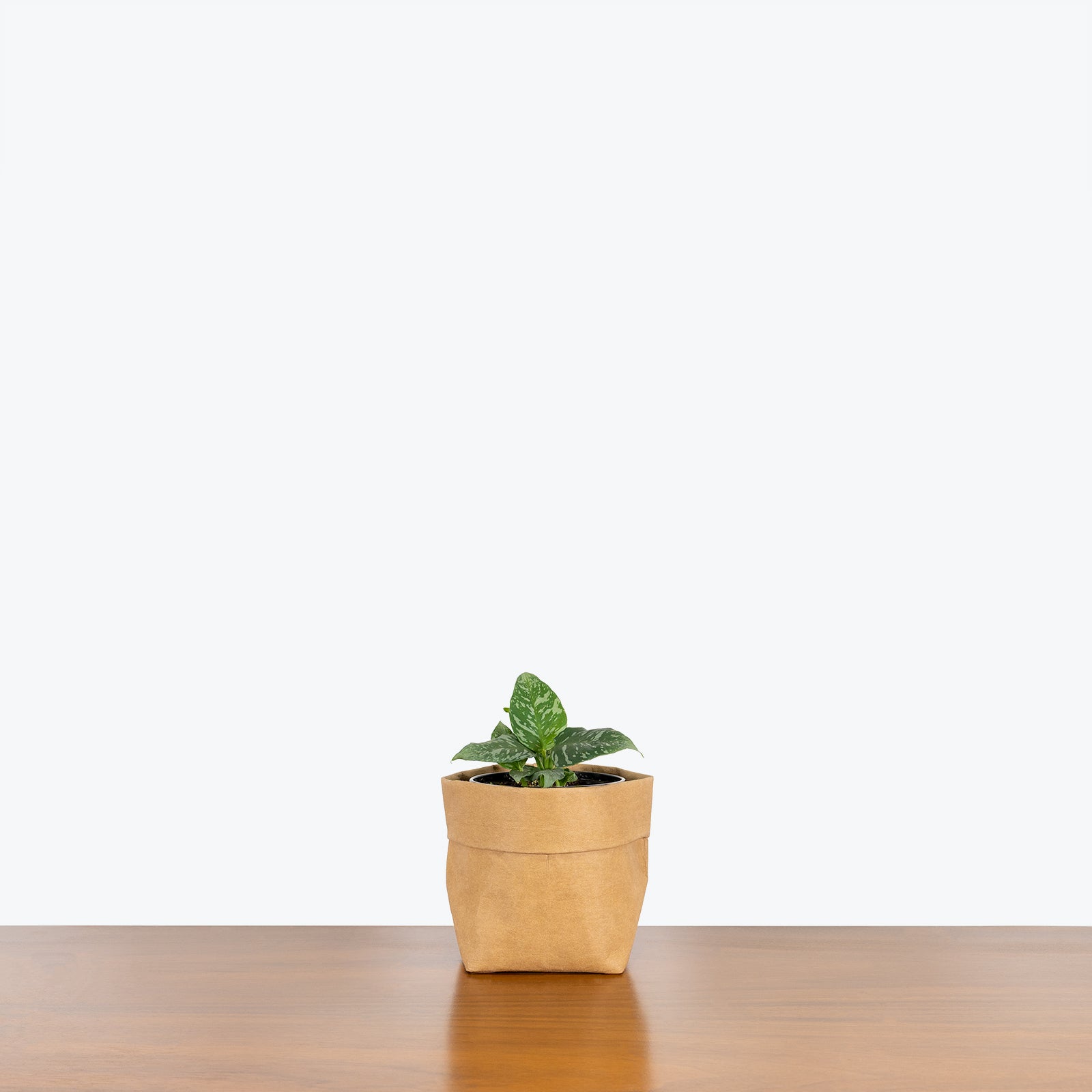 Schismatoglottis Thailand - House Plants Delivery Toronto - JOMO Studio