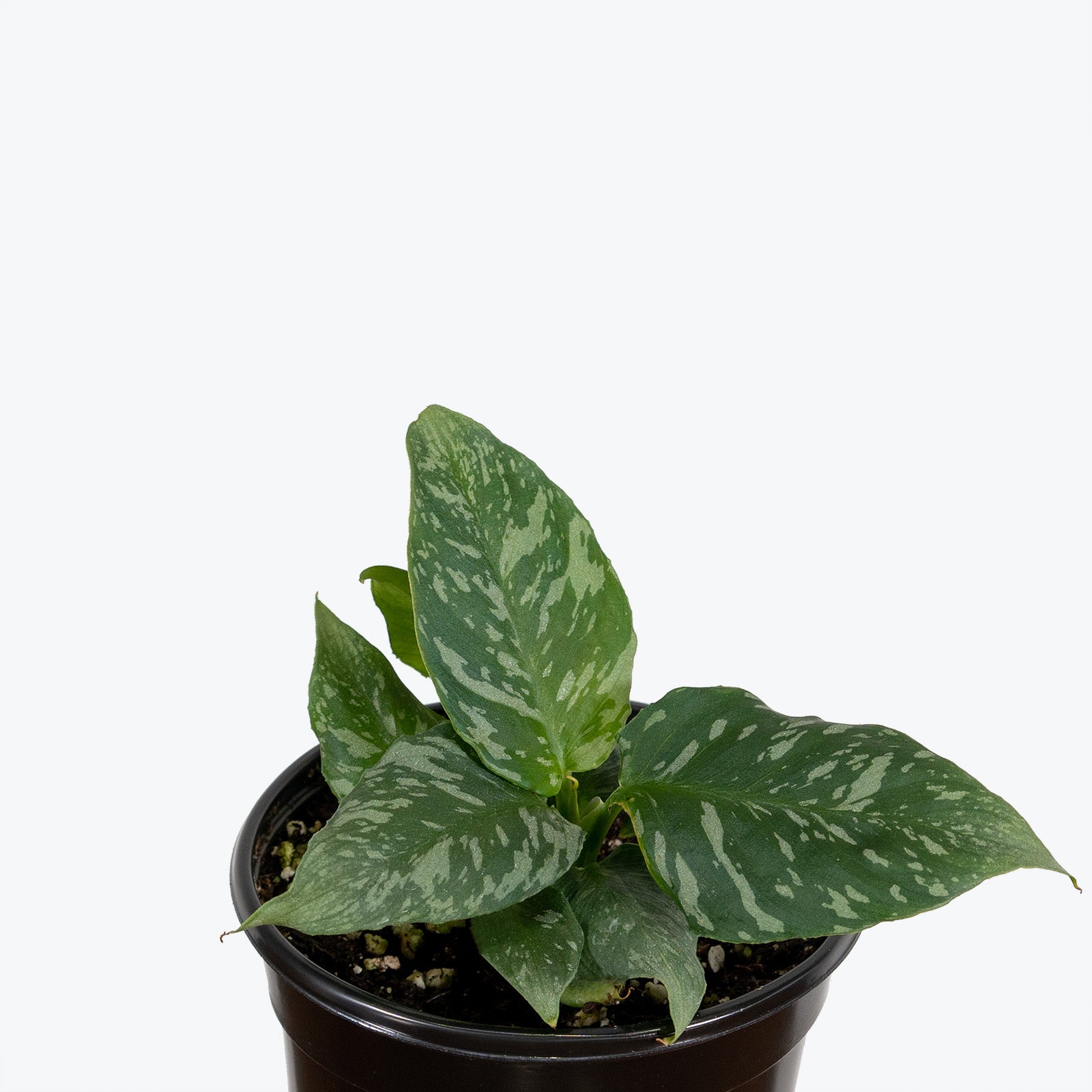 Schismatoglottis Thailand - House Plants Delivery Toronto - JOMO Studio