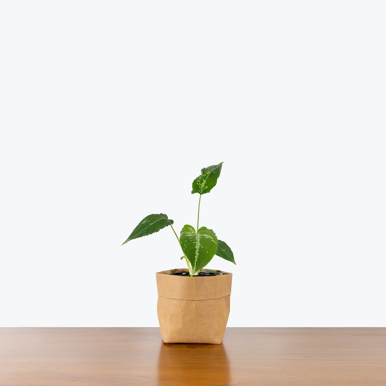 Schismatoglottis Wallichi - House Plants Delivery Toronto - JOMO Studio