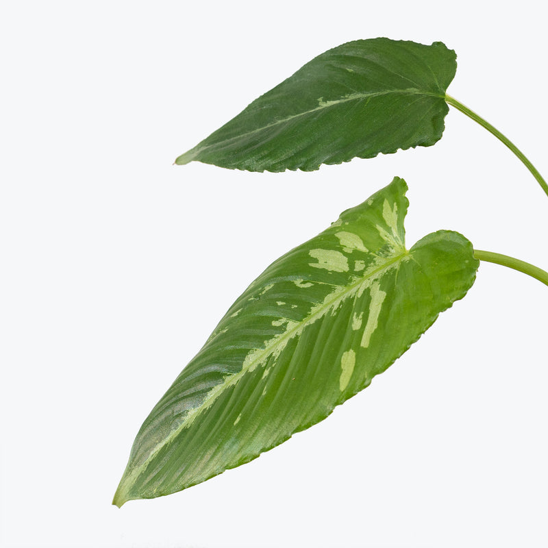 Schismatoglottis Wallichi - House Plants Delivery Toronto - JOMO Studio