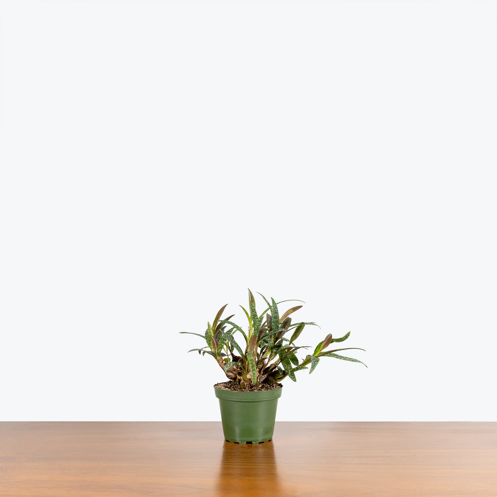 Scilla Leopard Lily - Ledebouria Socialis - House Plants Delivery Toronto - JOMO Studio