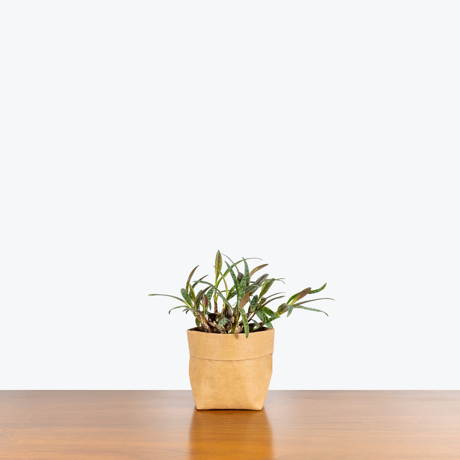 Scilla Leopard Lily - Ledebouria Socialis - House Plants Delivery Toronto - JOMO Studio