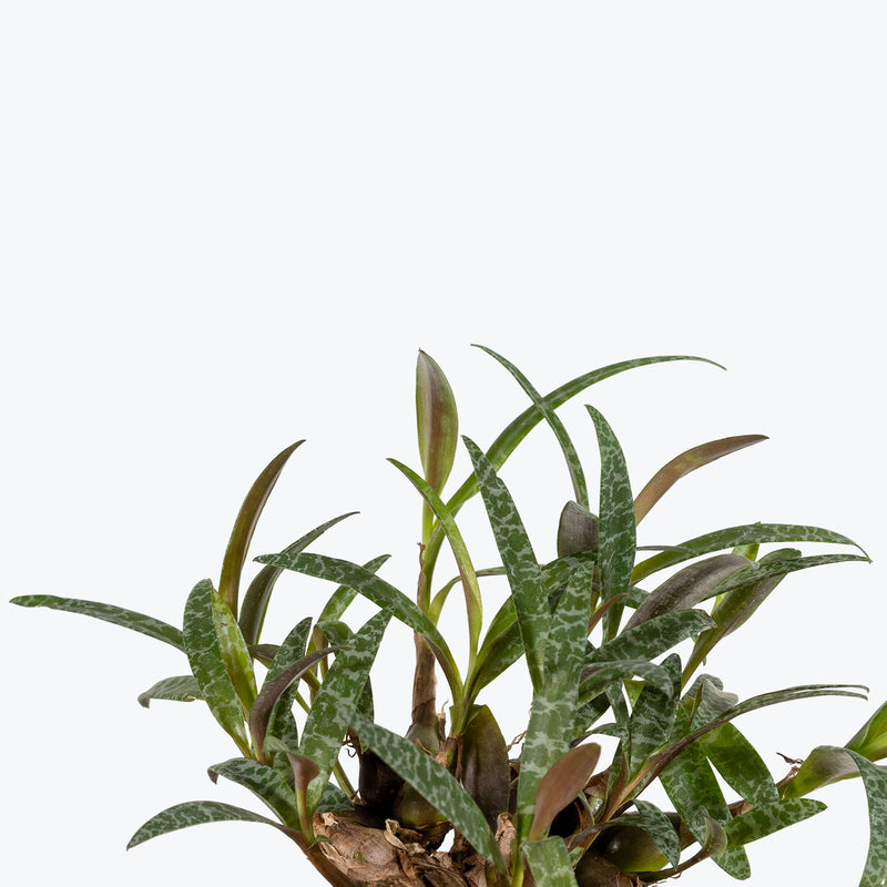 Scilla Leopard Lily - Ledebouria Socialis - House Plants Delivery Toronto - JOMO Studio