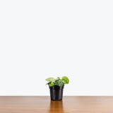 Scindapsus Pictus Argyraeus — 4" Pot (trailing)