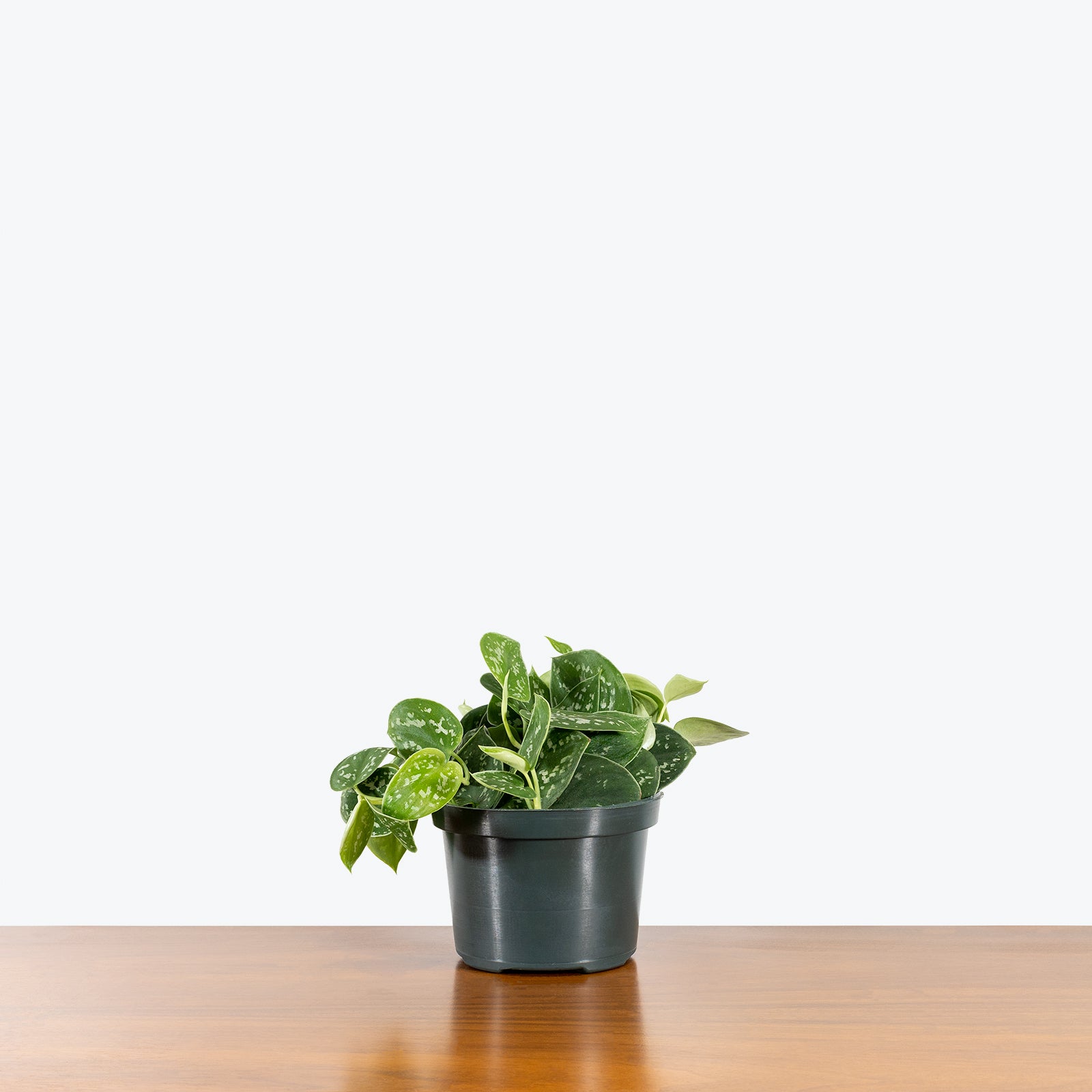 Scindapsus Pictus Argyraeus - House Plants Delivery Toronto - JOMO Studio