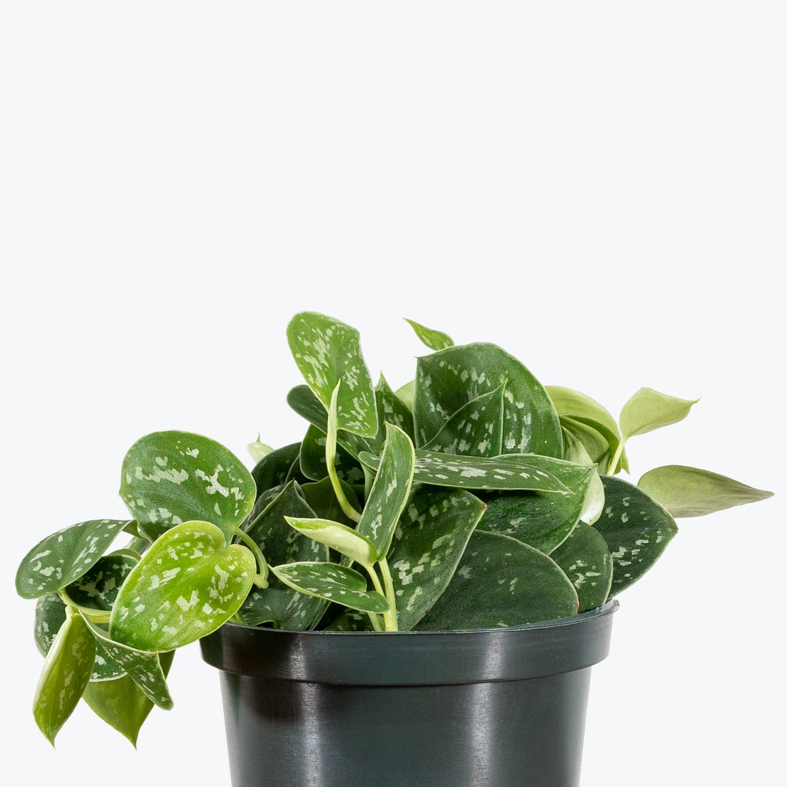 Scindapsus Pictus Argyraeus - House Plants Delivery Toronto - JOMO Studio