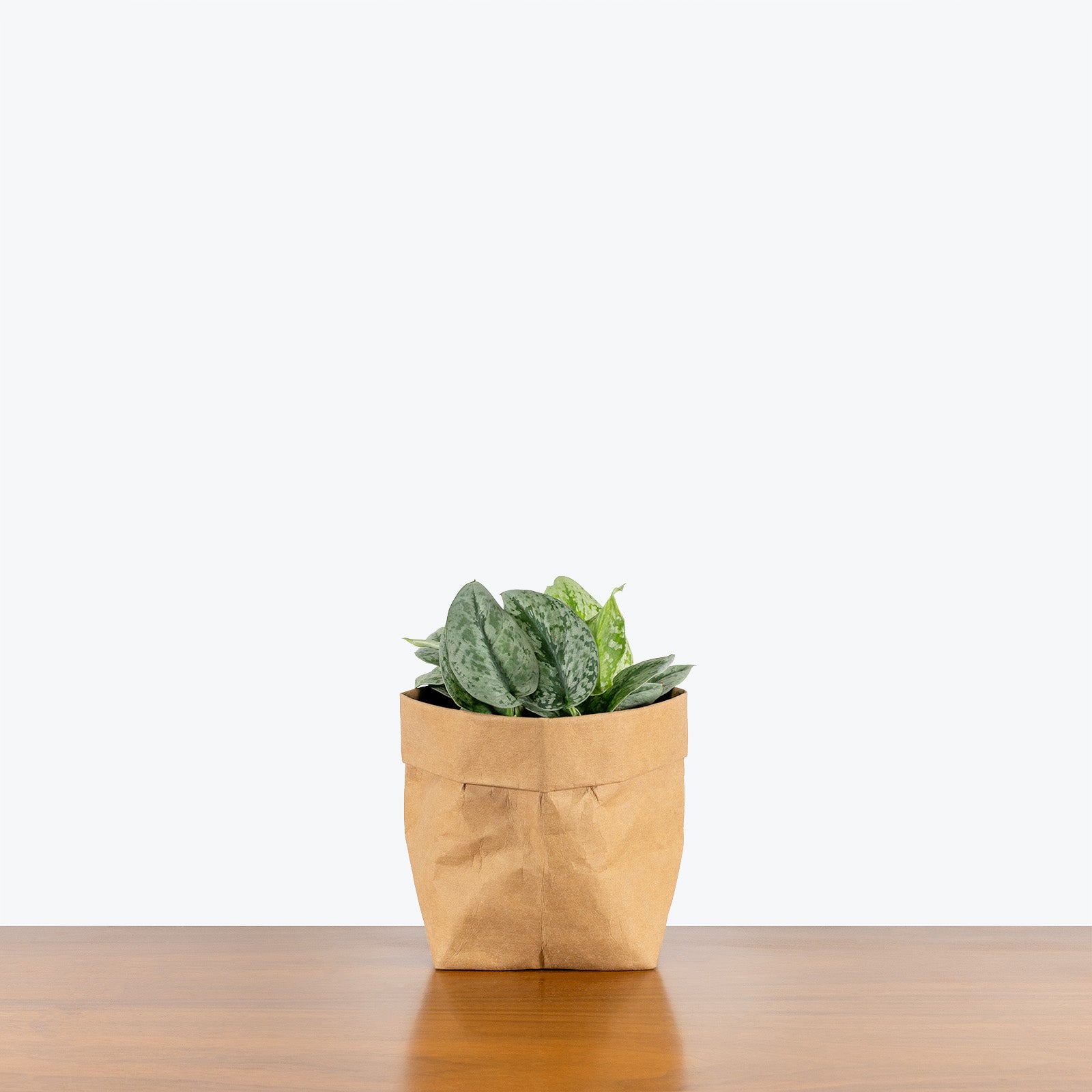 Scindapsus Silver Cloud - House Plants Delivery Toronto - JOMO Studio