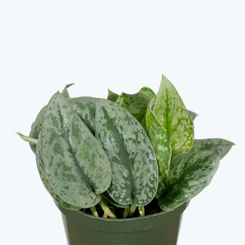 Scindapsus Silver Cloud - House Plants Delivery Toronto - JOMO Studio