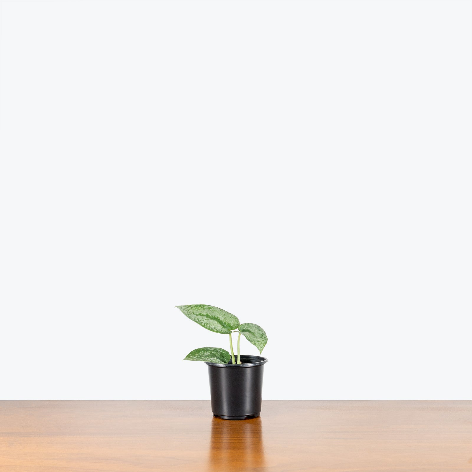 Scindapsus Silver Splash | Care Guide and Pro Tips - Delivery from Toronto across Canada - JOMO Studio