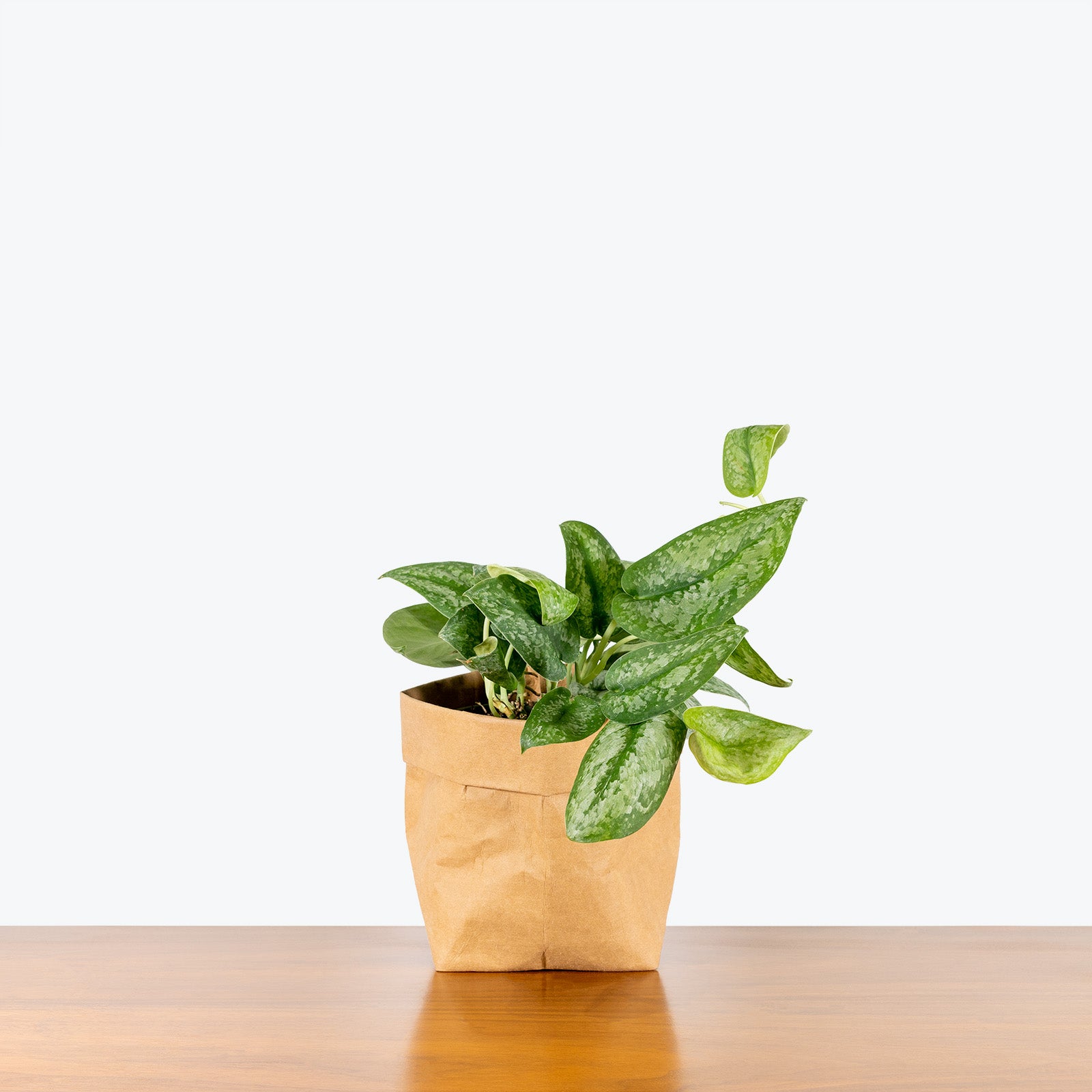 Scindapsus Silver Splash | Care Guide and Pro Tips - Delivery from Toronto across Canada - JOMO Studio