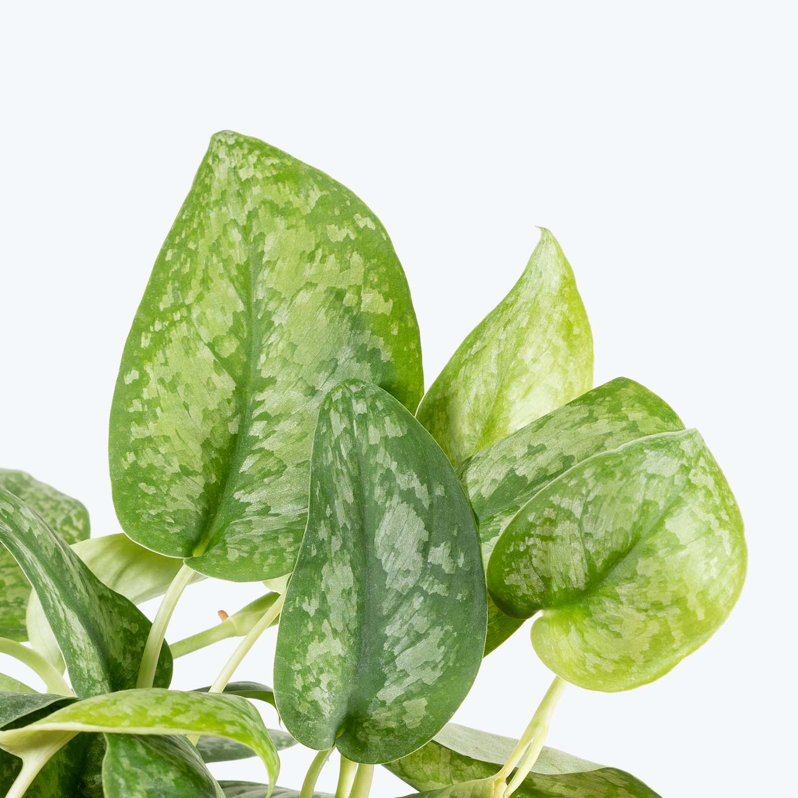 Scindapsus Silver Splash - House Plants Delivery Toronto - JOMO Studio