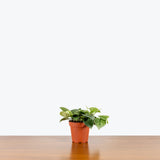 Scindapsus Silvery Ann — 4" Pot