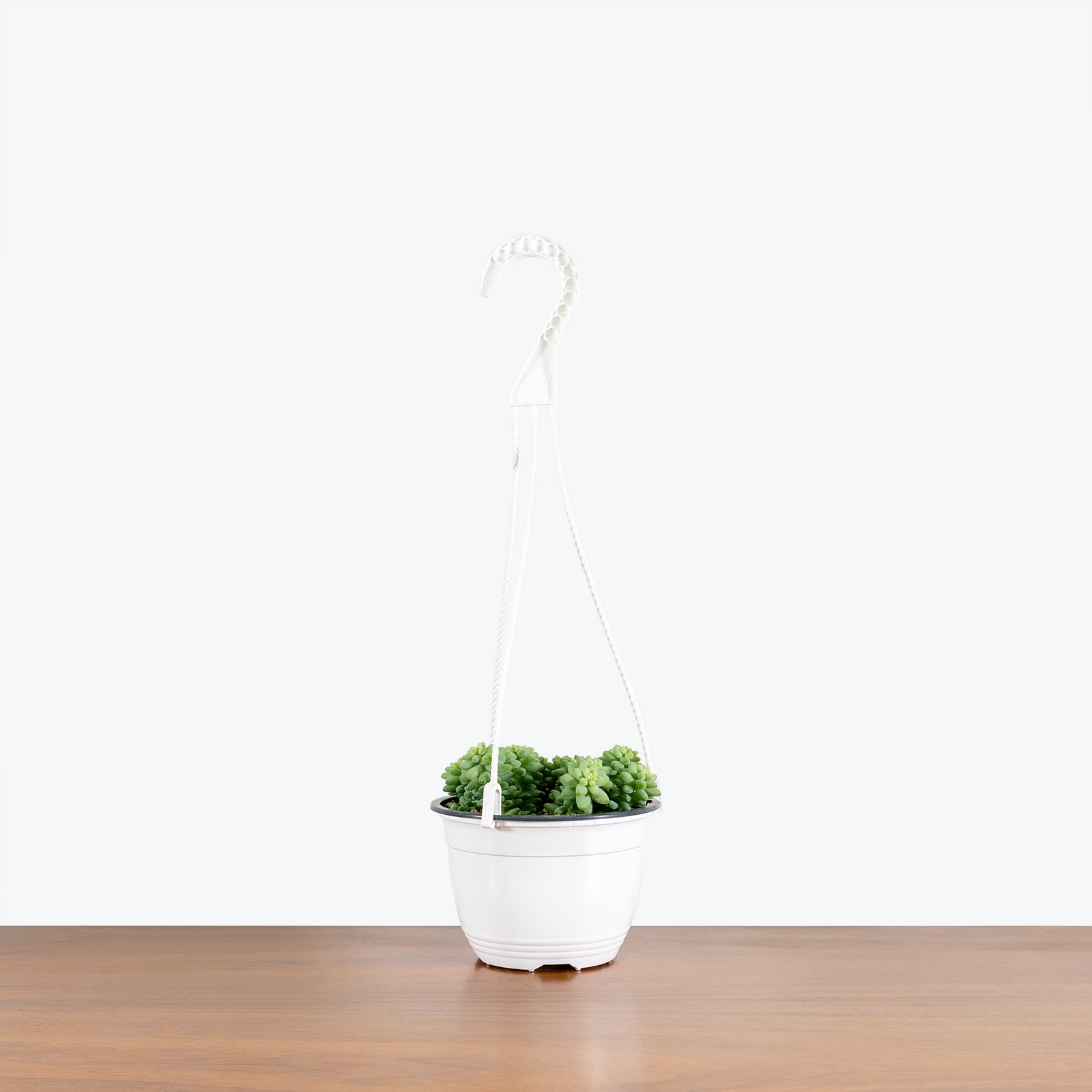 Sedum Burrito | Burro’s Tail | Care Guide and Pro Tips - Delivery from Toronto across Canada - JOMO Studio