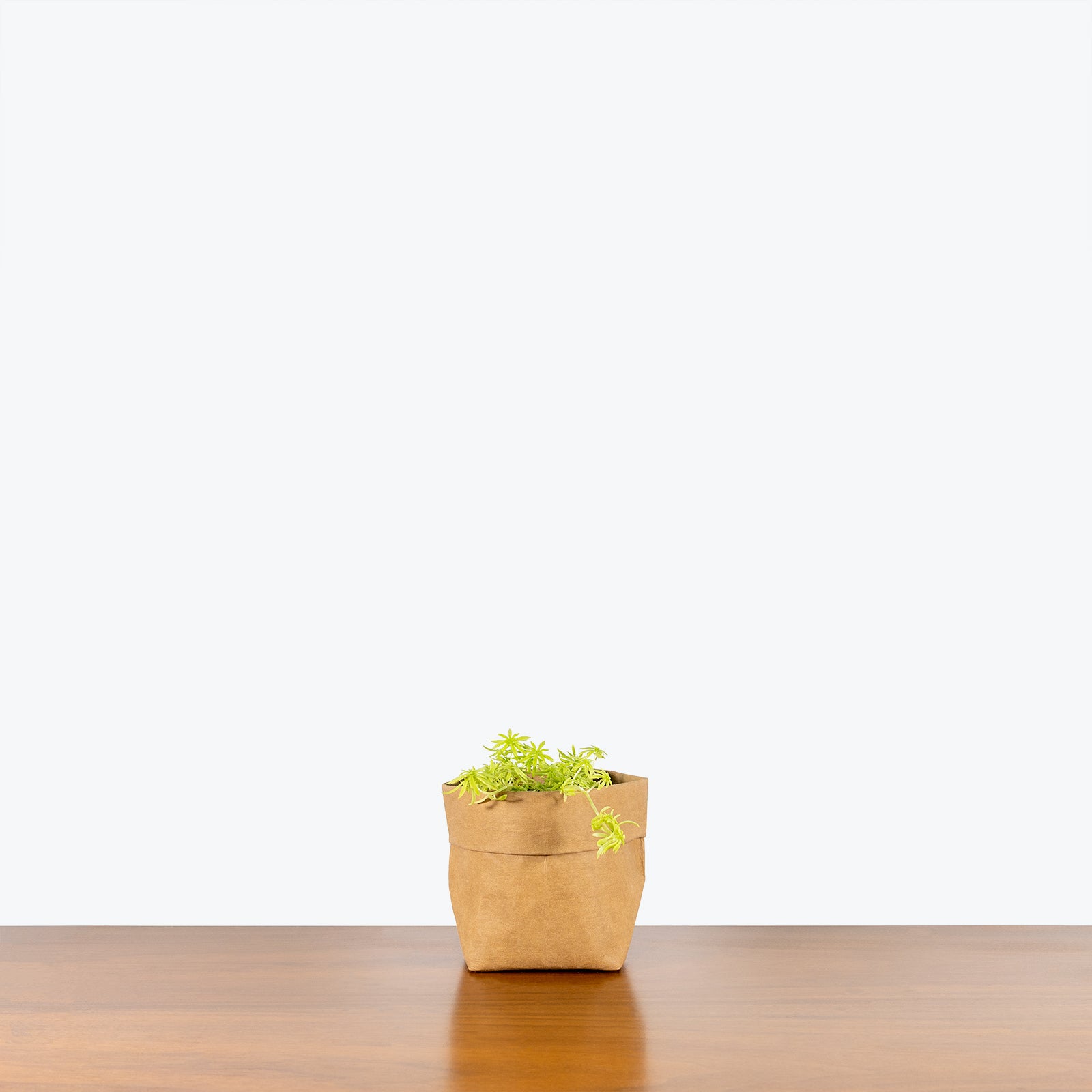 Sedum Lemon Coral - House Plants Delivery Toronto - JOMO Studio