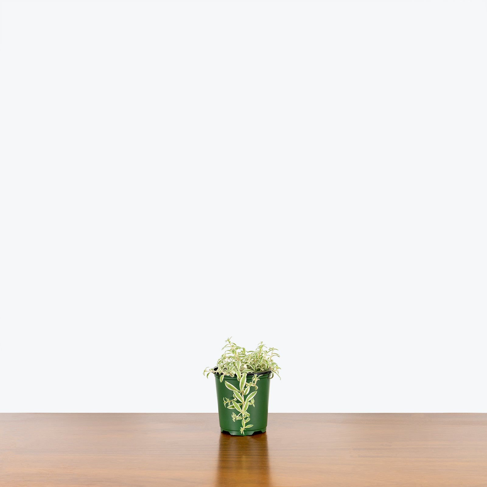 Sedum Lineare Variegatum - House Plants Delivery Toronto - JOMO Studio