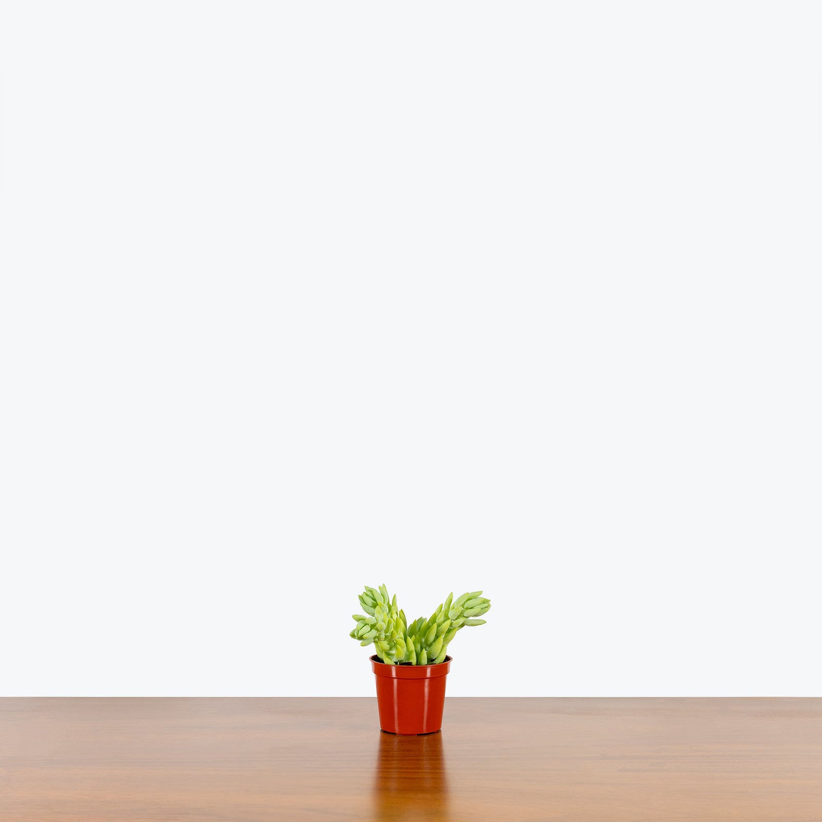 Sedum Morganianum - Burro’s Tail - House Plants Delivery Toronto - JOMO Studio