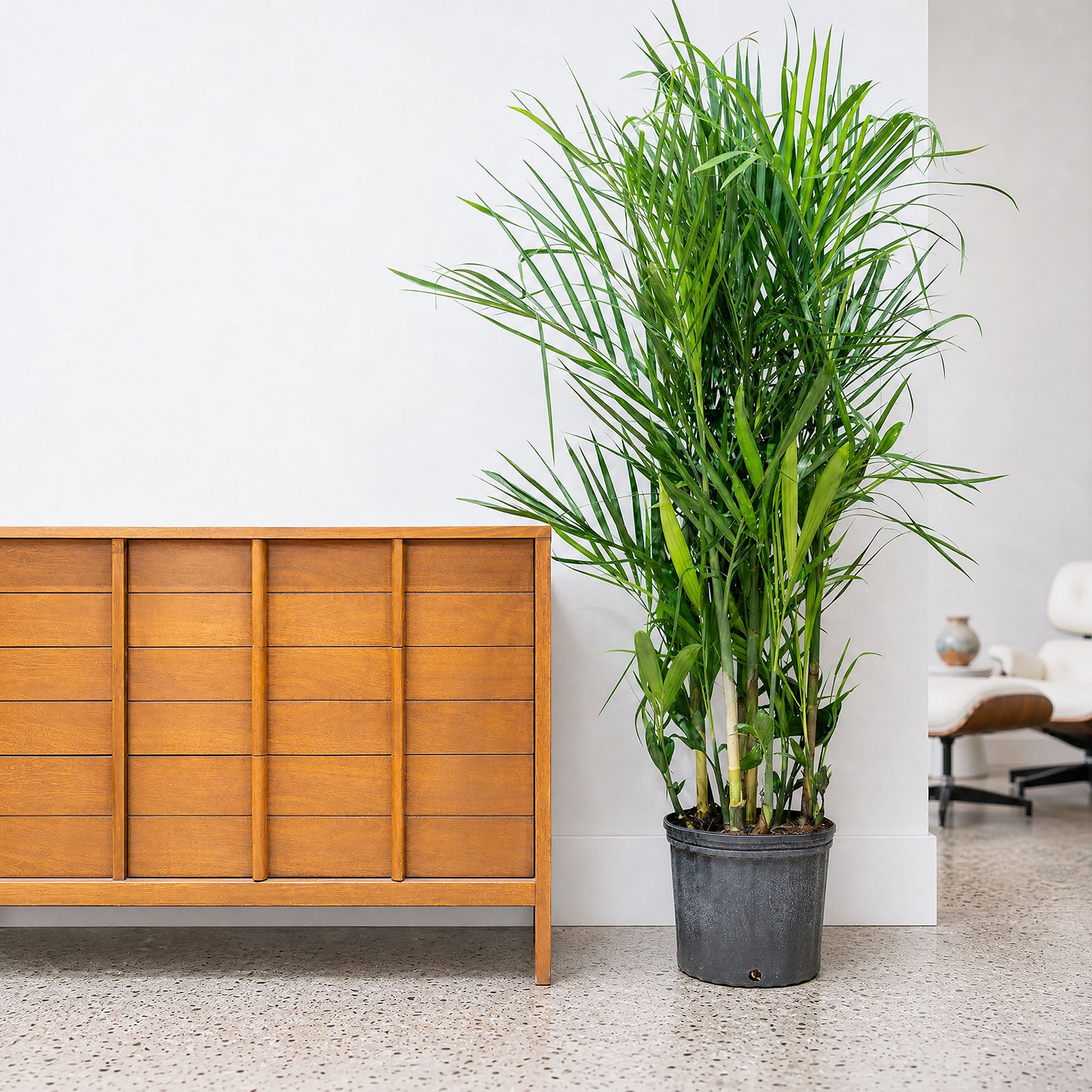 Bamboo Palm - Chamaedorea Seifrizii - House Plants Delivery Toronto - JOMO Studio