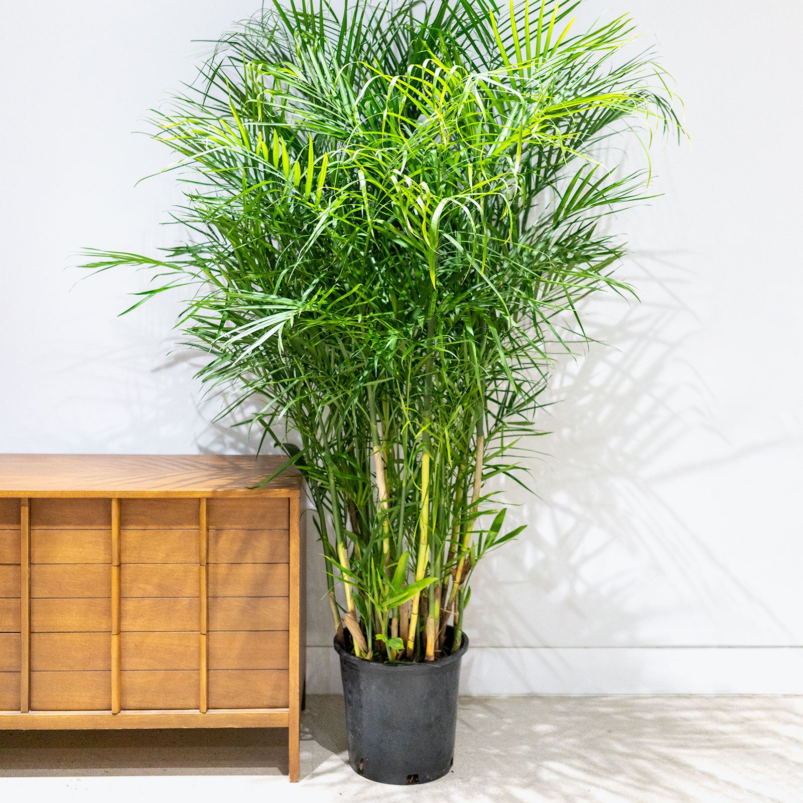 Bamboo Palm - Chamaedorea Seifrizii - House Plants Delivery Toronto - JOMO Studio