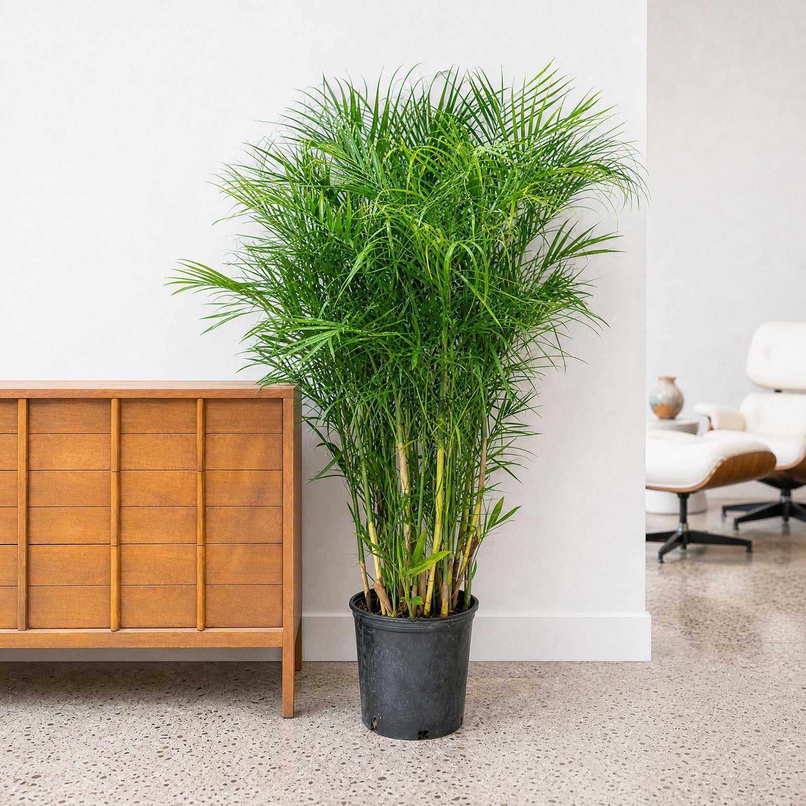 Bamboo Palm - Chamaedorea Seifrizii - House Plants Delivery Toronto - JOMO Studio