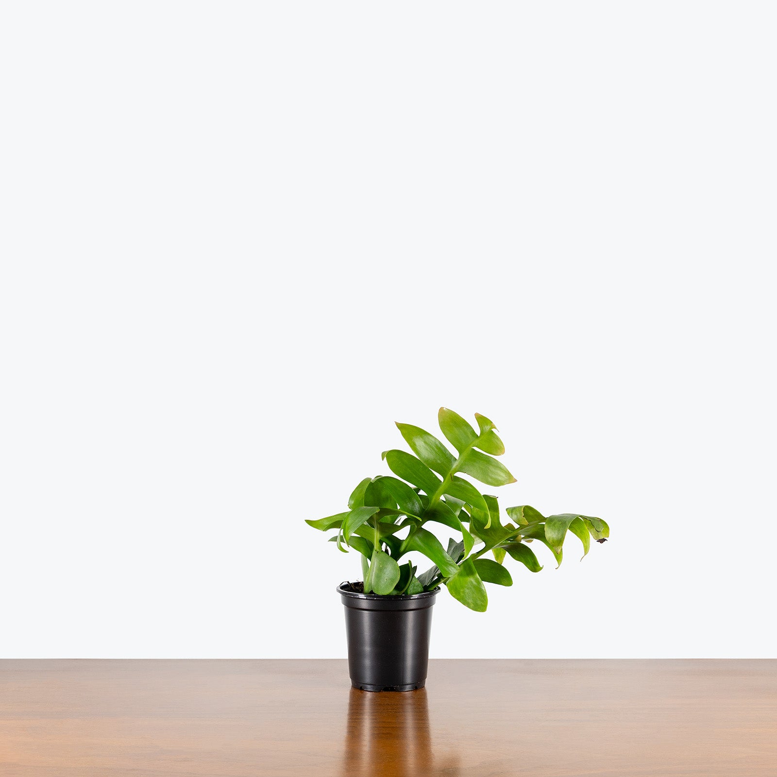 Selenicereus Chrysocardium | Fern Leaf Cactus | Care Guide and Pro Tips - Delivery from Toronto across Canada - JOMO Studio