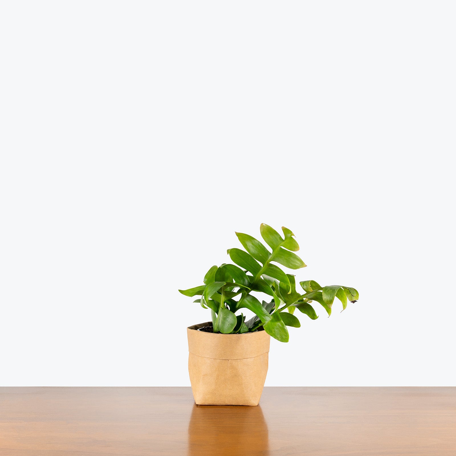 Selenicereus Chrysocardium | Fern Leaf Cactus | Care Guide and Pro Tips - Delivery from Toronto across Canada - JOMO Studio