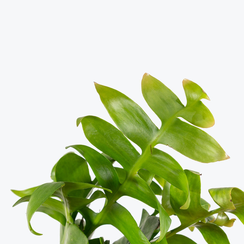 Selenicereus Chrysocardium | Fern Leaf Cactus | Care Guide and Pro Tips - Delivery from Toronto across Canada - JOMO Studio