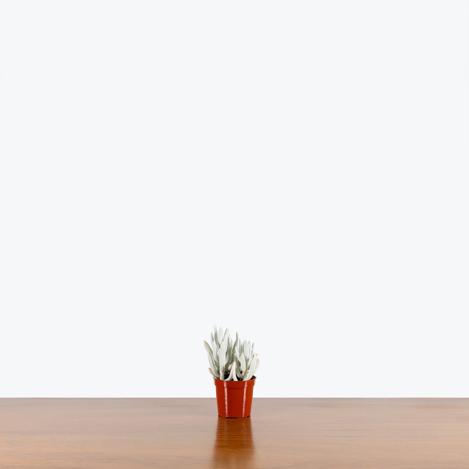 Senecio Haworthii - Cocoon Plant - House Plants Delivery Toronto - JOMO Studio