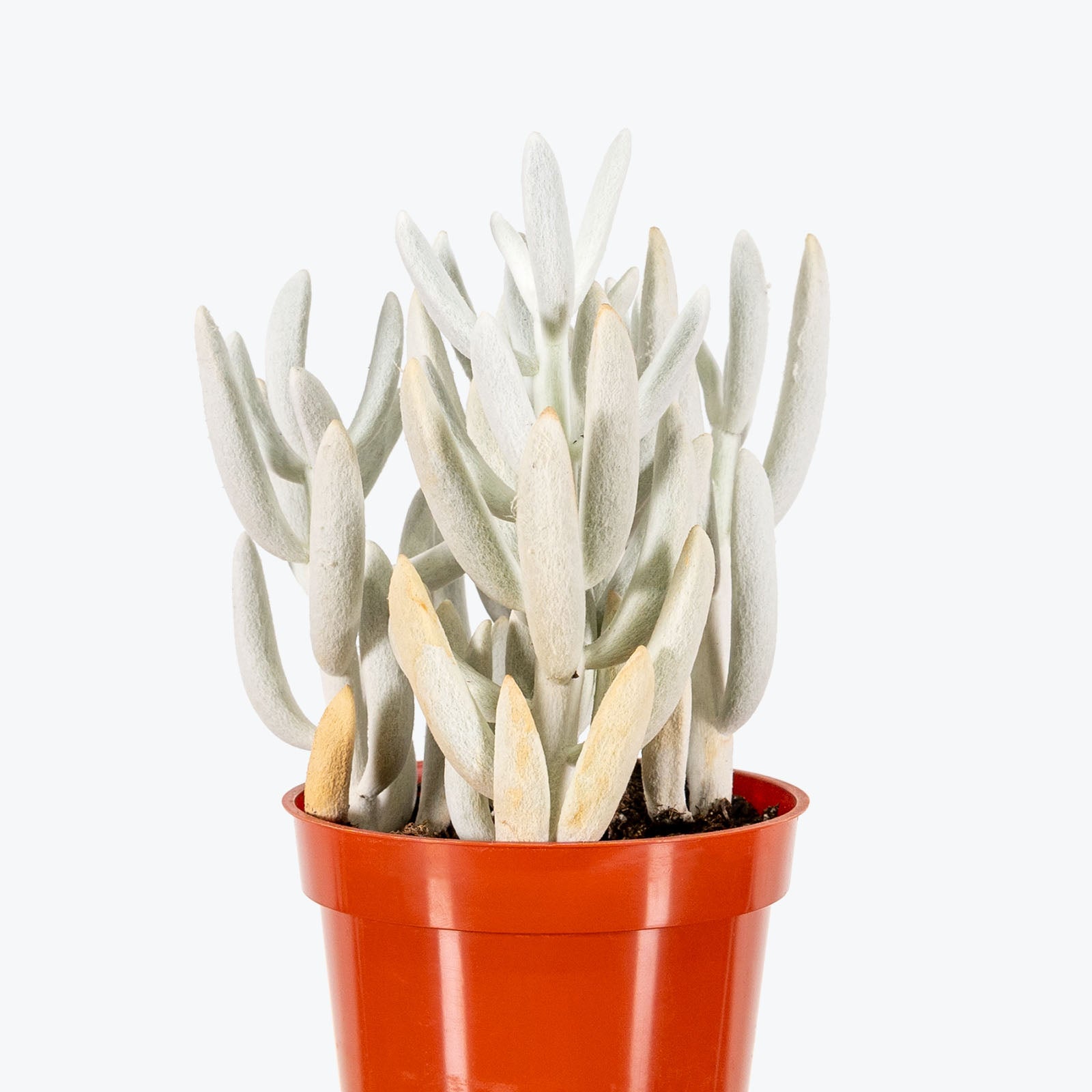 Senecio Haworthii - Cocoon Plant - House Plants Delivery Toronto - JOMO Studio