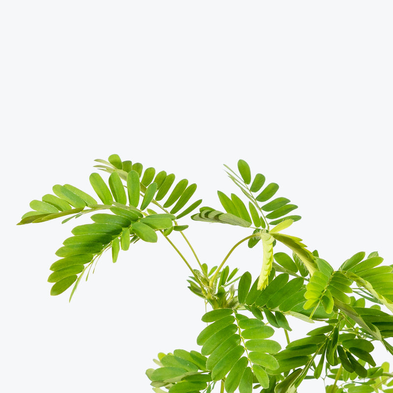 Sensitive Plant | Mimosa Pudica | Care Guide and Pro Tips - Delivery from Toronto across Canada - JOMO Studio