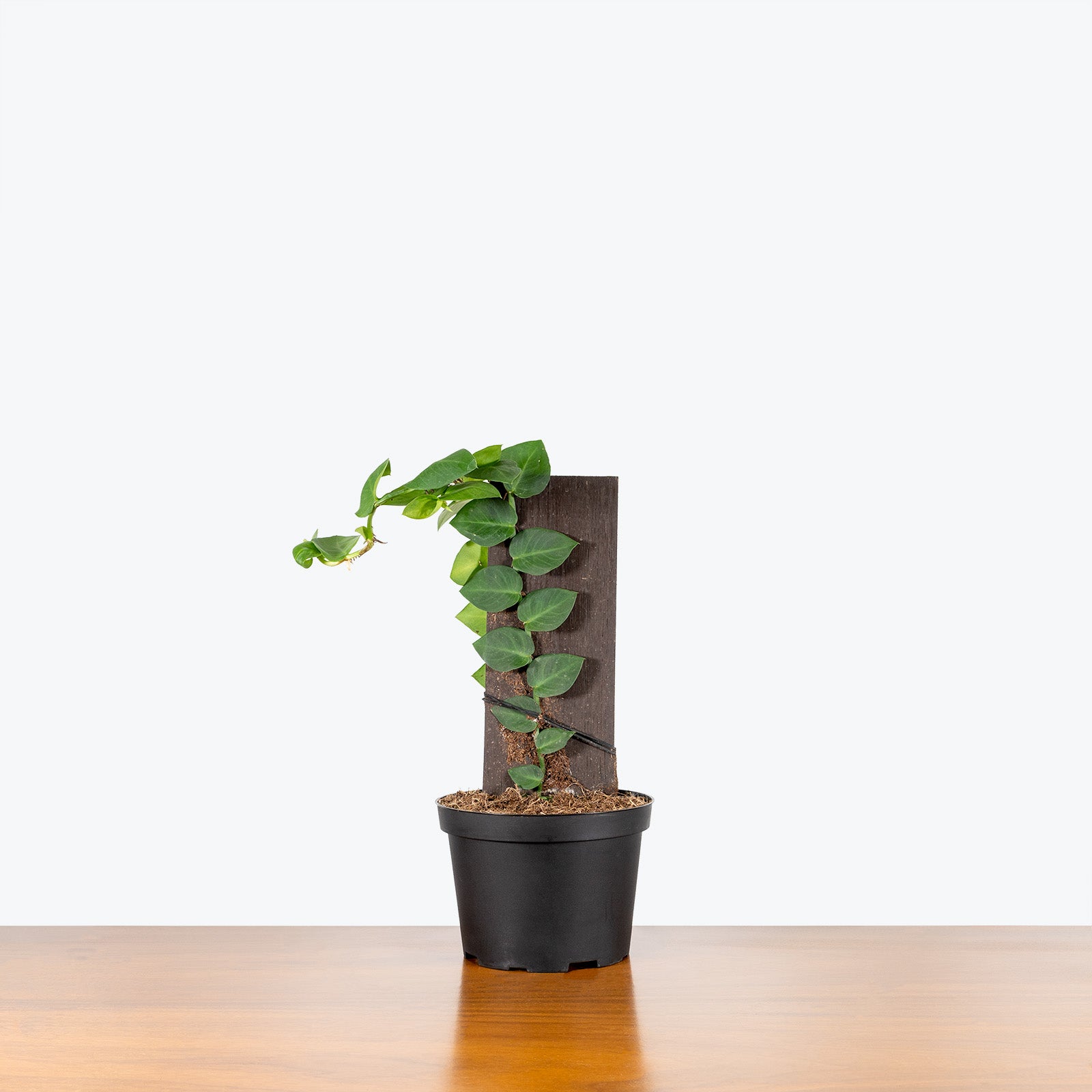 Shingle Plant - Rhaphidophora hayi - House Plants Delivery Toronto - JOMO Studio