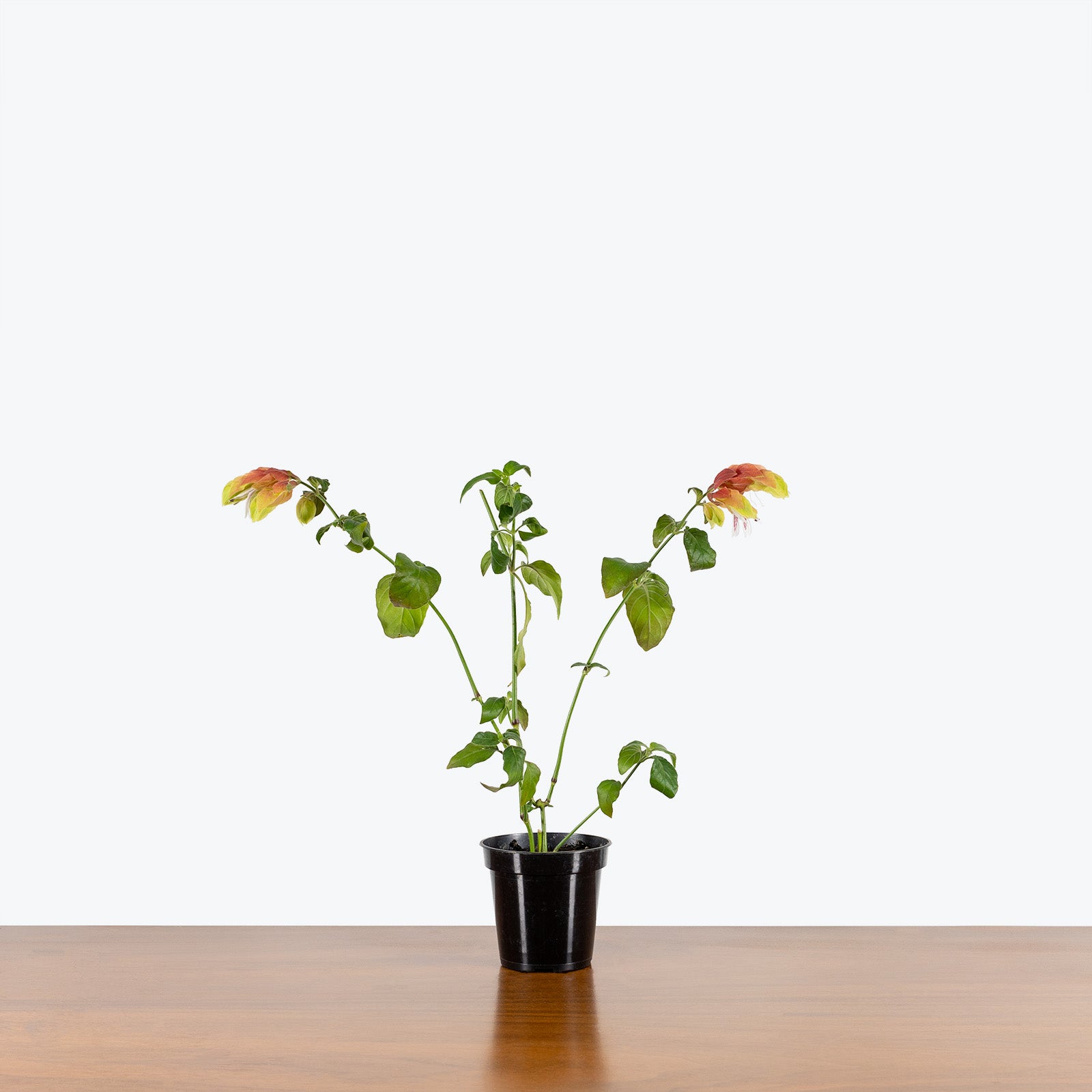Shrimp Plant - Justicia brandegeeana - House Plants Delivery Toronto - JOMO Studio