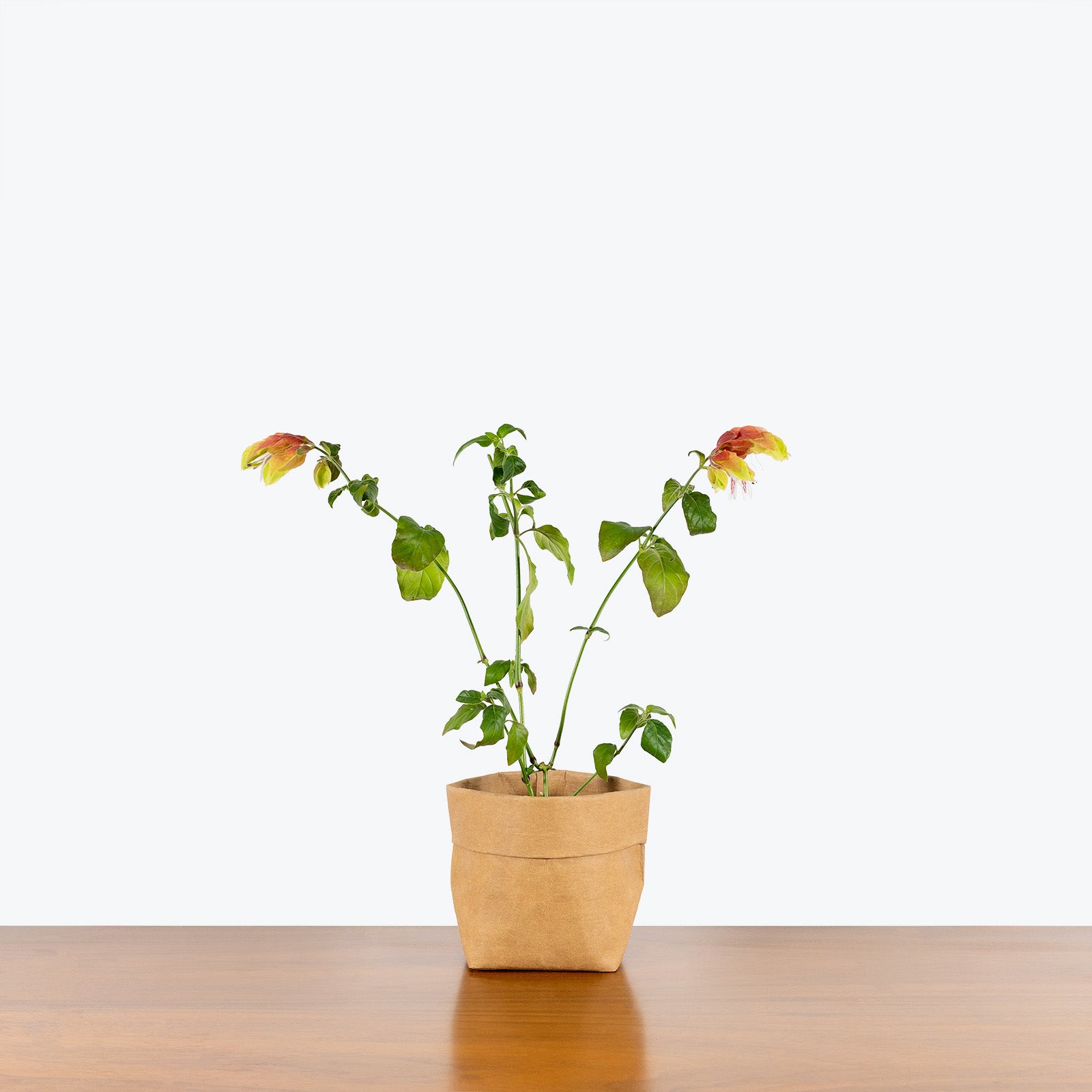 Shrimp Plant - Justicia brandegeeana - House Plants Delivery Toronto - JOMO Studio