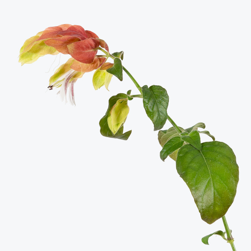 Shrimp Plant - Justicia brandegeeana - House Plants Delivery Toronto - JOMO Studio