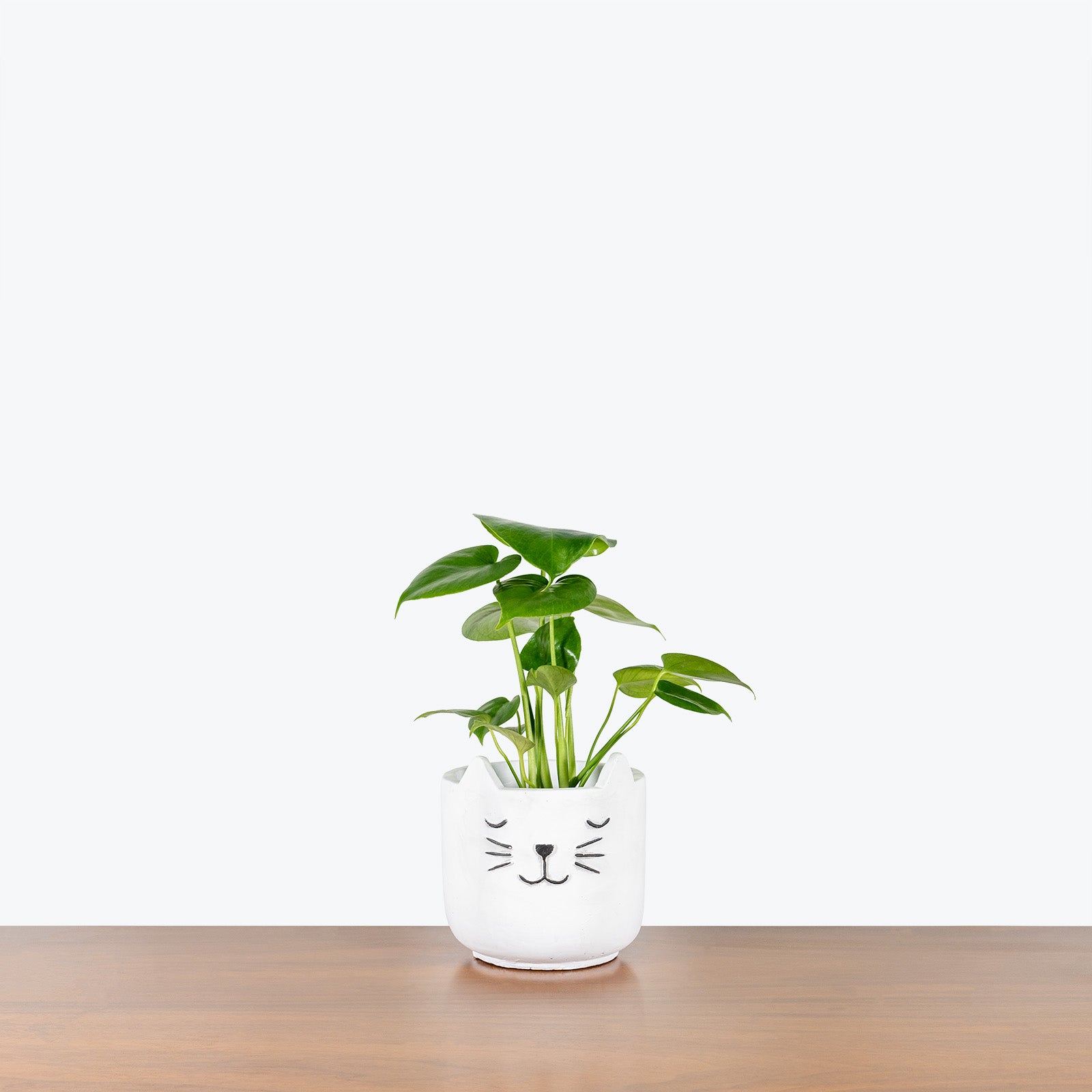 Sleeping Cat Planter - House Plants Delivery Toronto - JOMO Studio