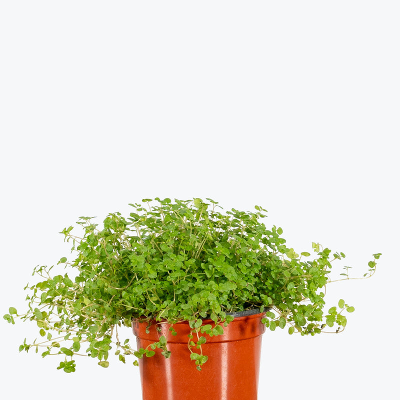 Soleirolia Soleirolii - House Plants Delivery Toronto - JOMO Studio
